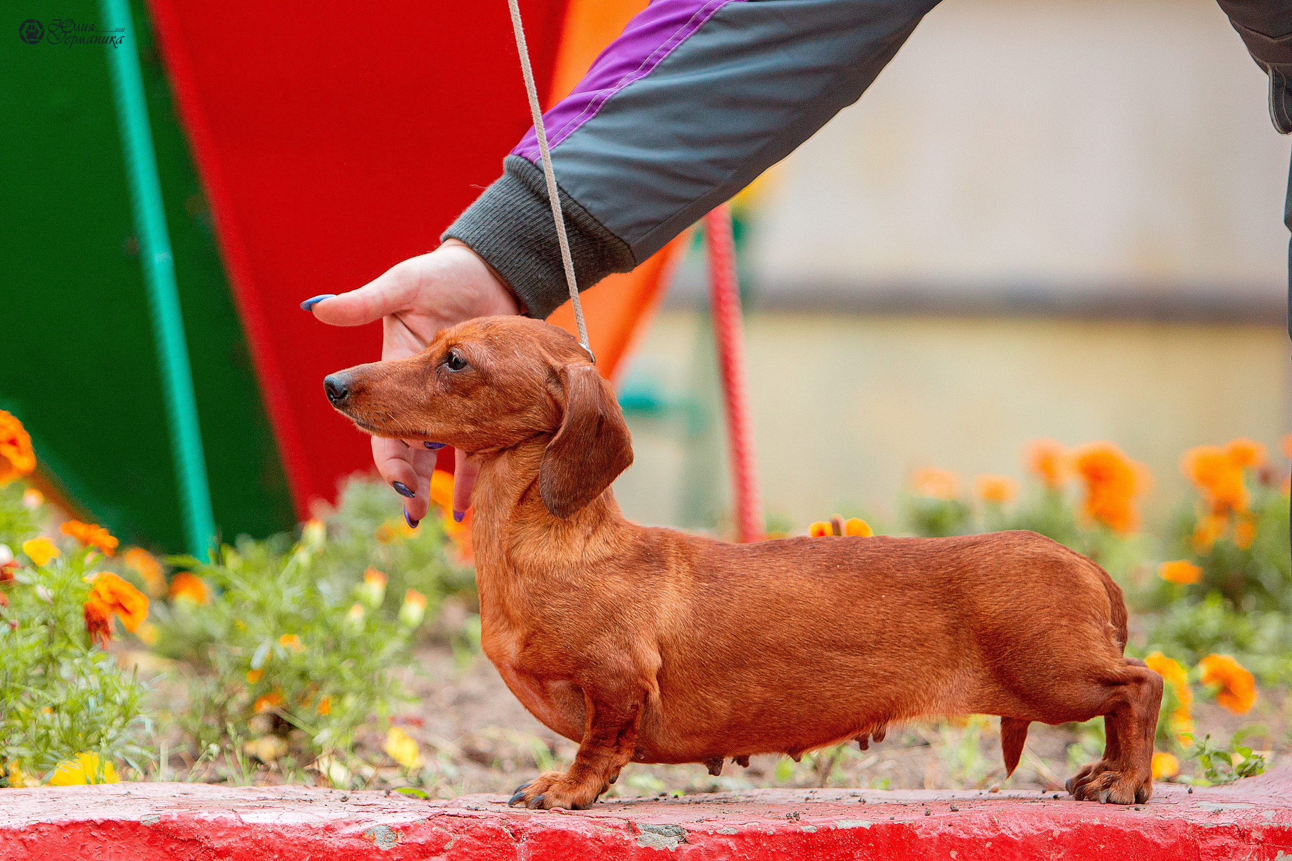 Свободная съемка. Фотограф-анималист Юлия Германика