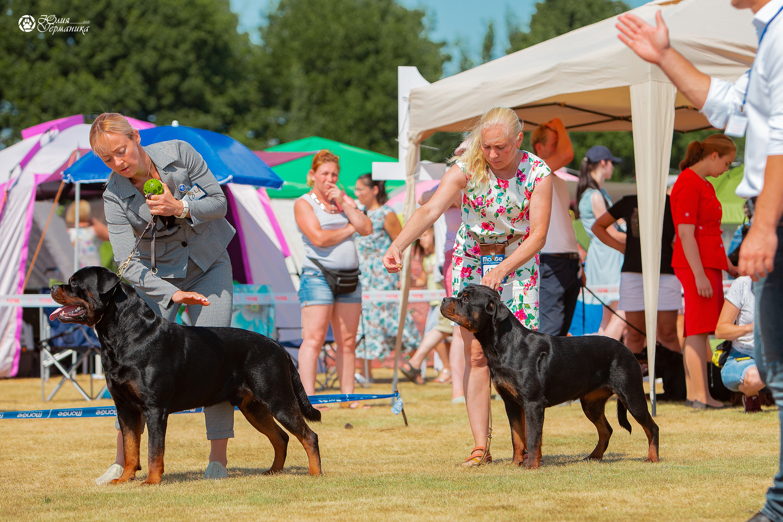 Ярославль CACIB 18 июля 2021. Фотограф-анималист Юлия Германика