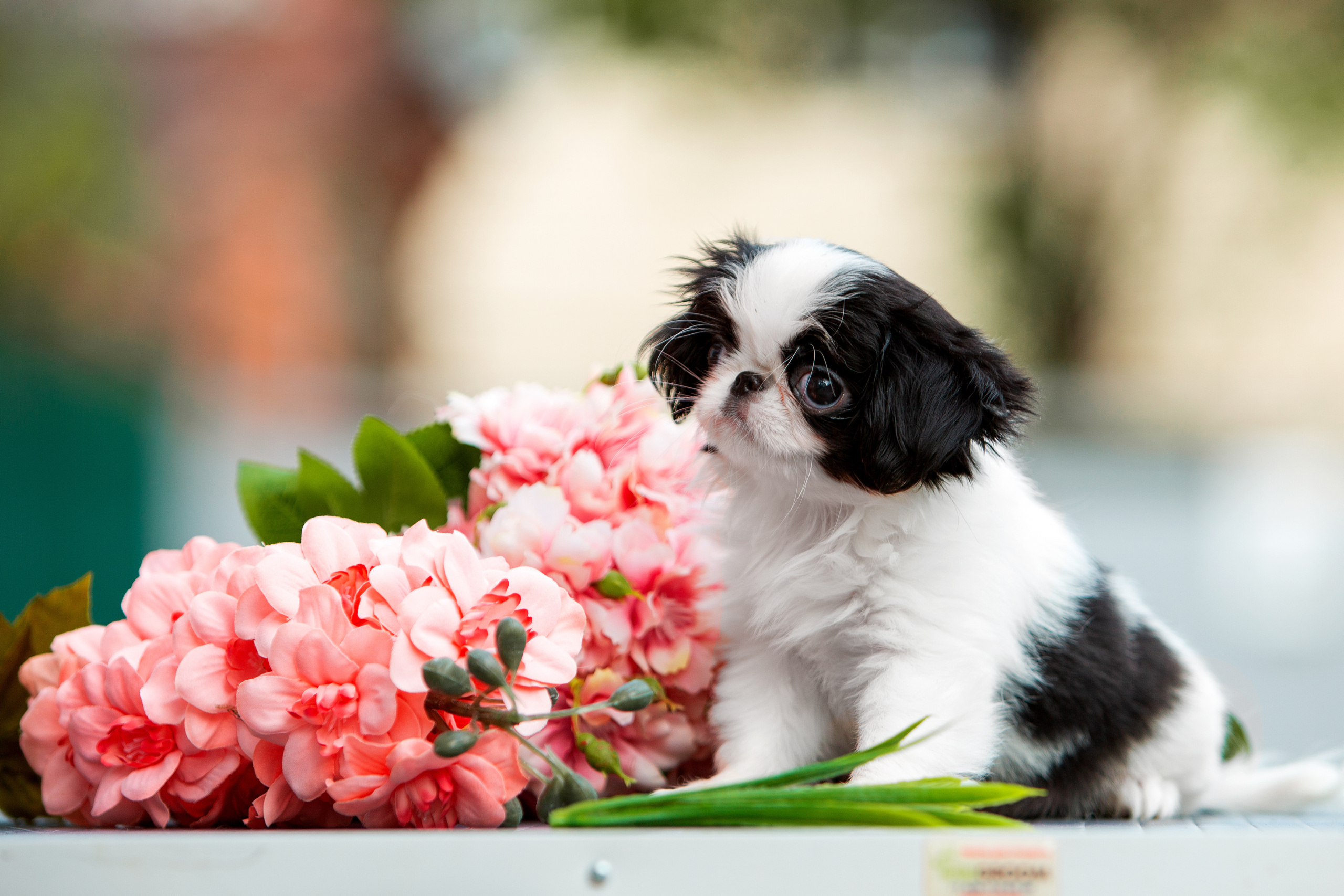 Съёмки щенков и котят. Фотограф-анималист Юлия Германика