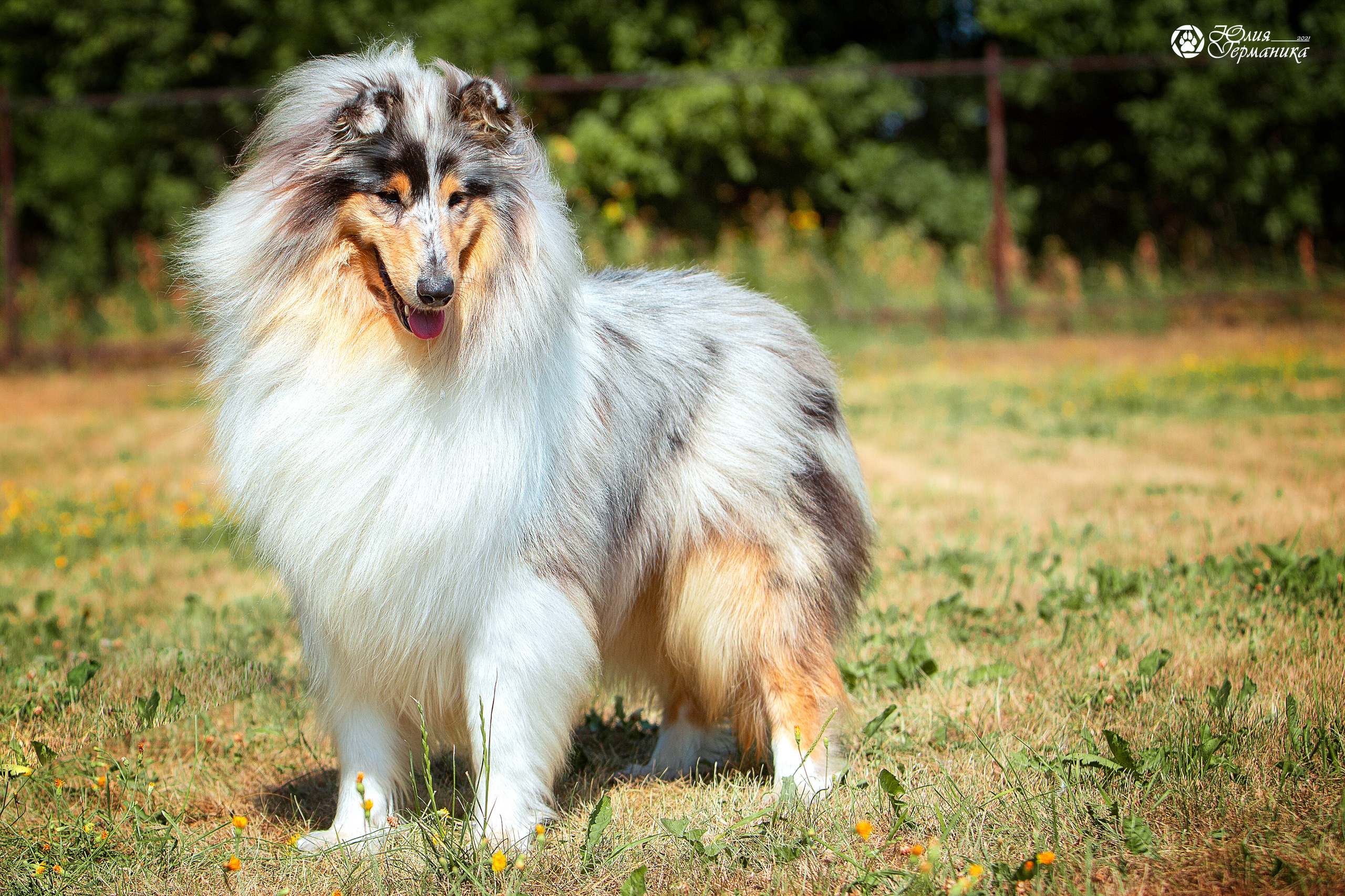 Свободная съемка. Фотограф-анималист Юлия Германика