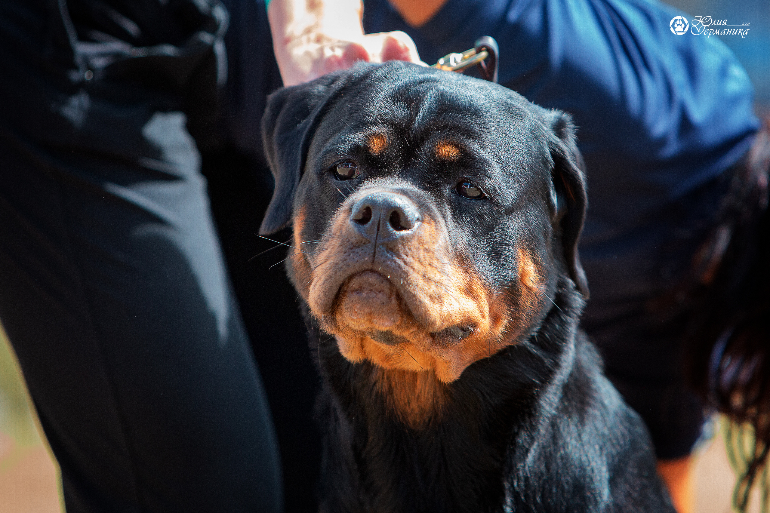 Тверь моно ротвейлеров 3-4 июля 2021. Фотограф-анималист Юлия Германика