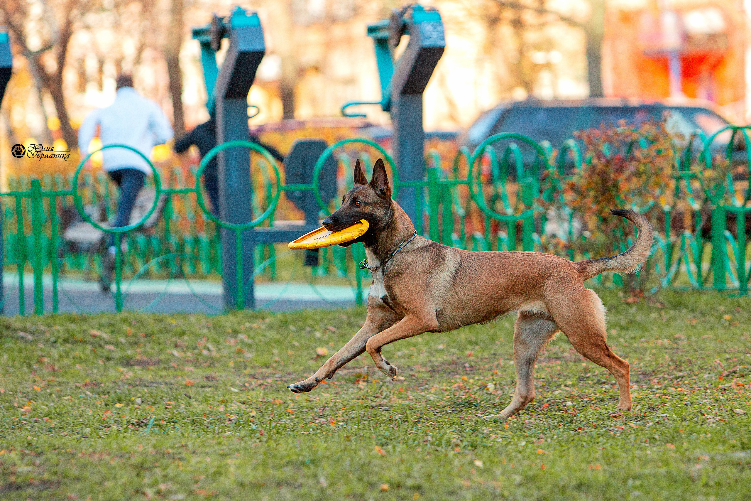 Свободная съемка. Фотограф-анималист Юлия Германика