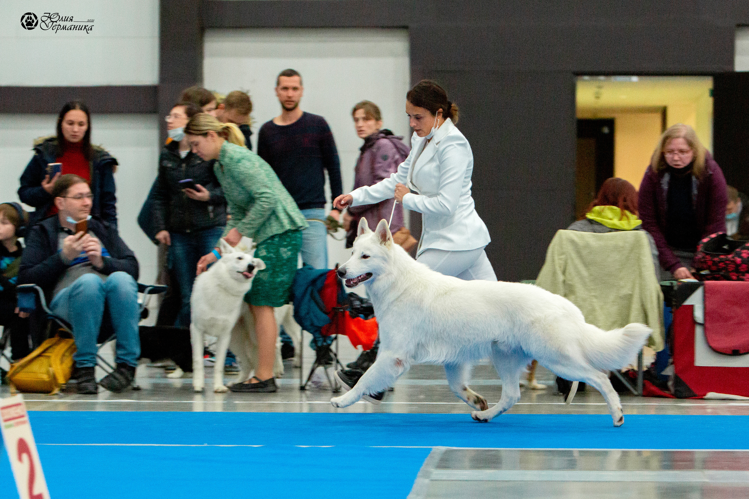 Питер 4 CACIB 22-25 октября 2021. Фотограф-анималист Юлия Германика