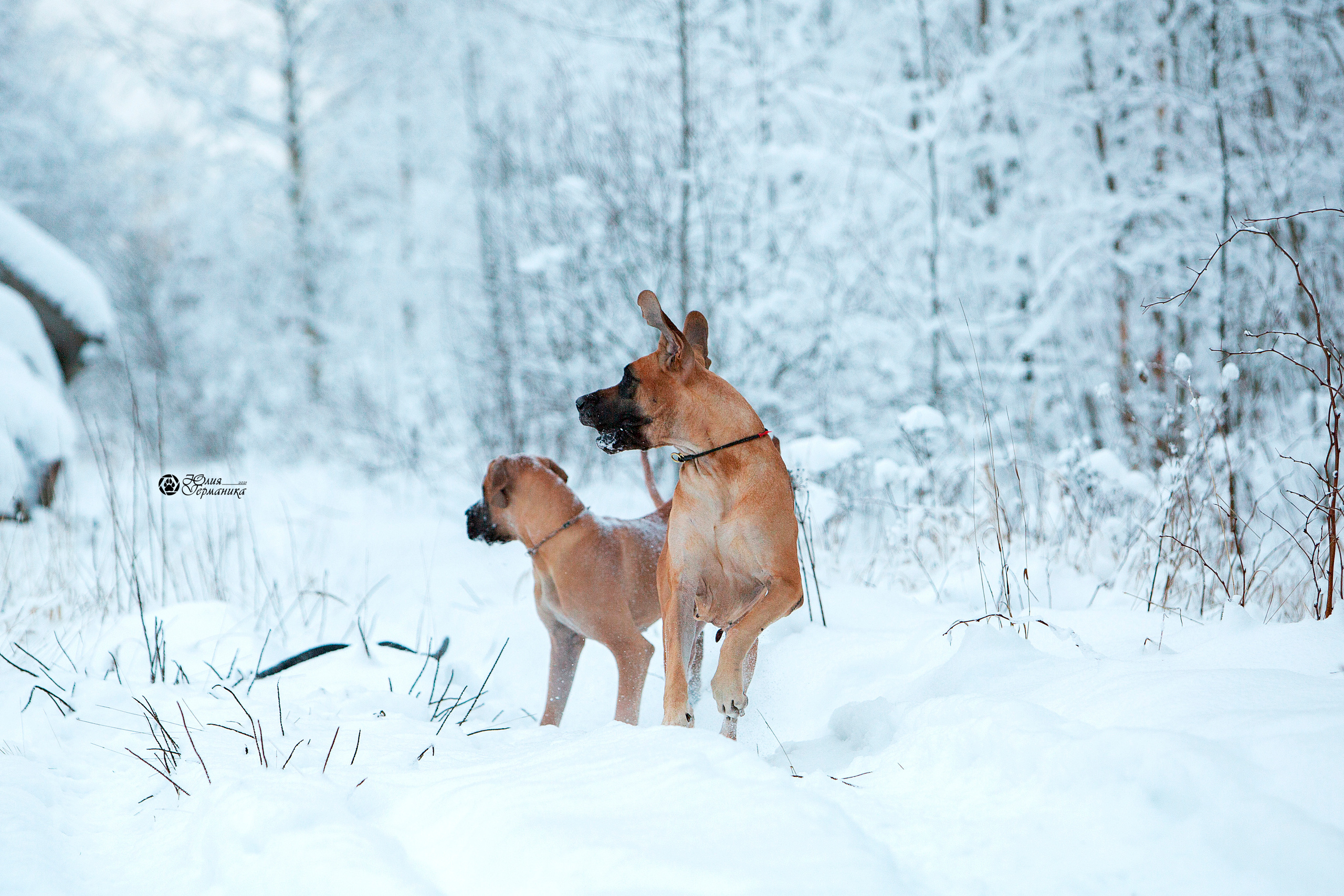 Свободная съемка. Фотограф-анималист Юлия Германика