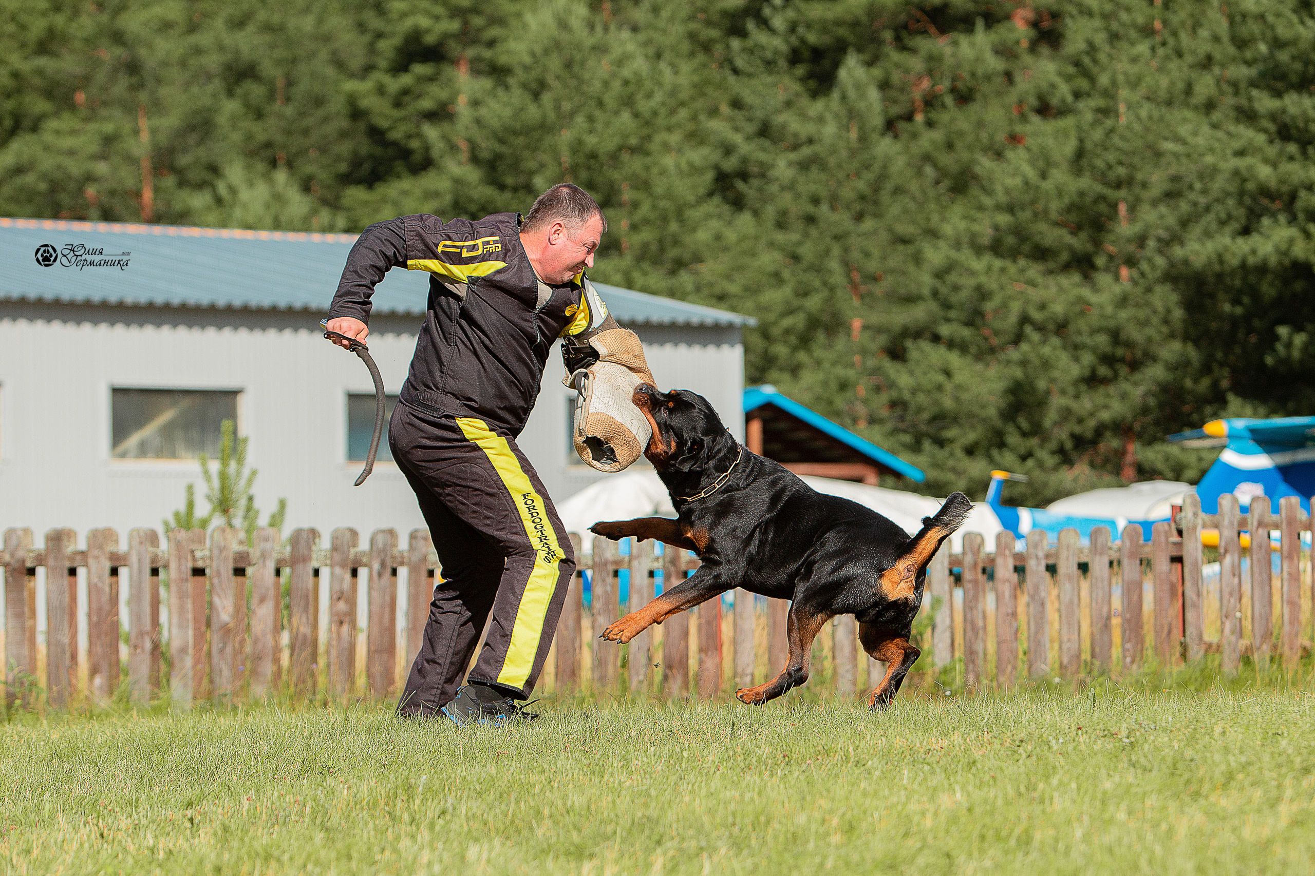 Тверь моно ротвейлеров 3-4 июля 2021. Фотограф-анималист Юлия Германика