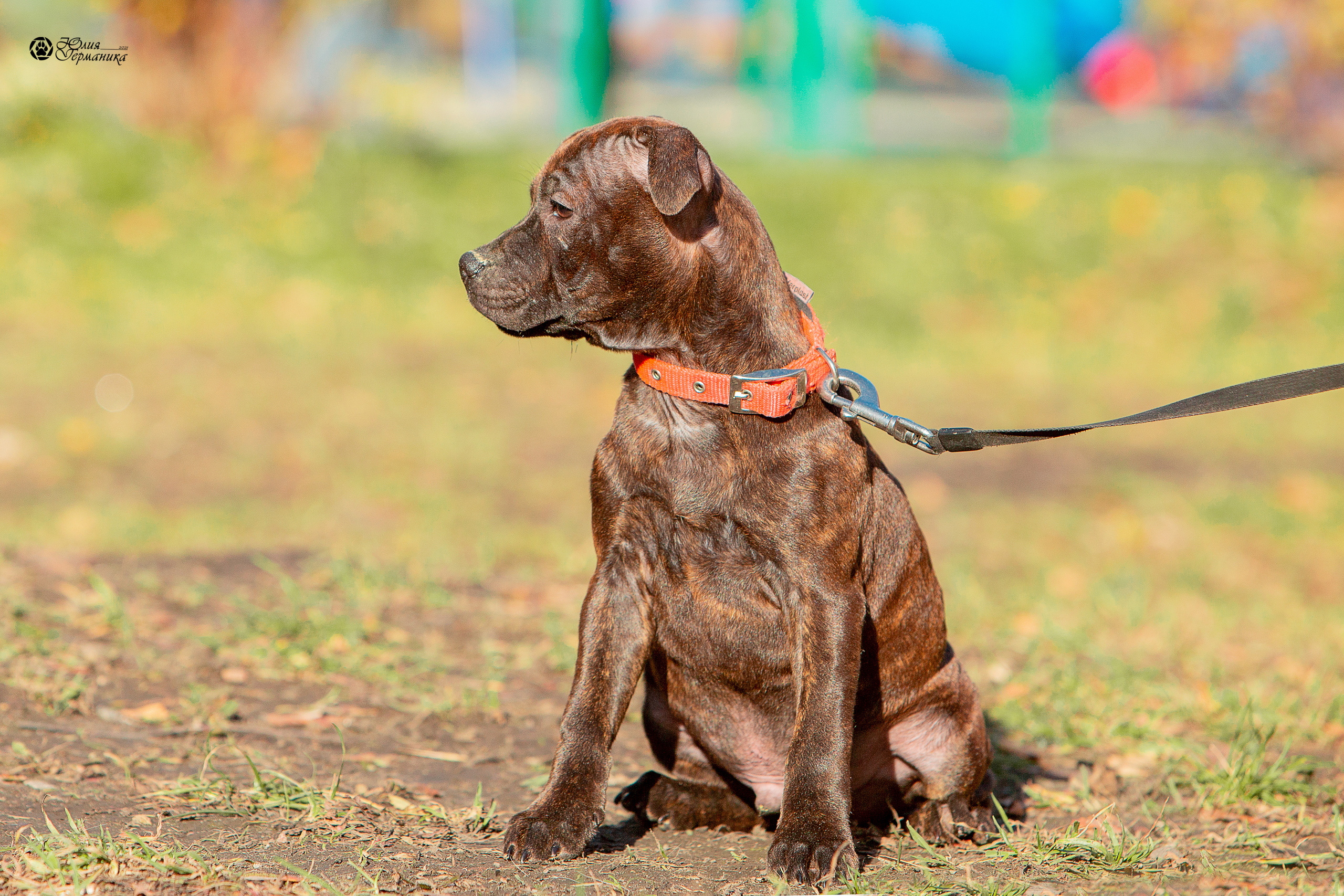 Свободная съемка. Фотограф-анималист Юлия Германика