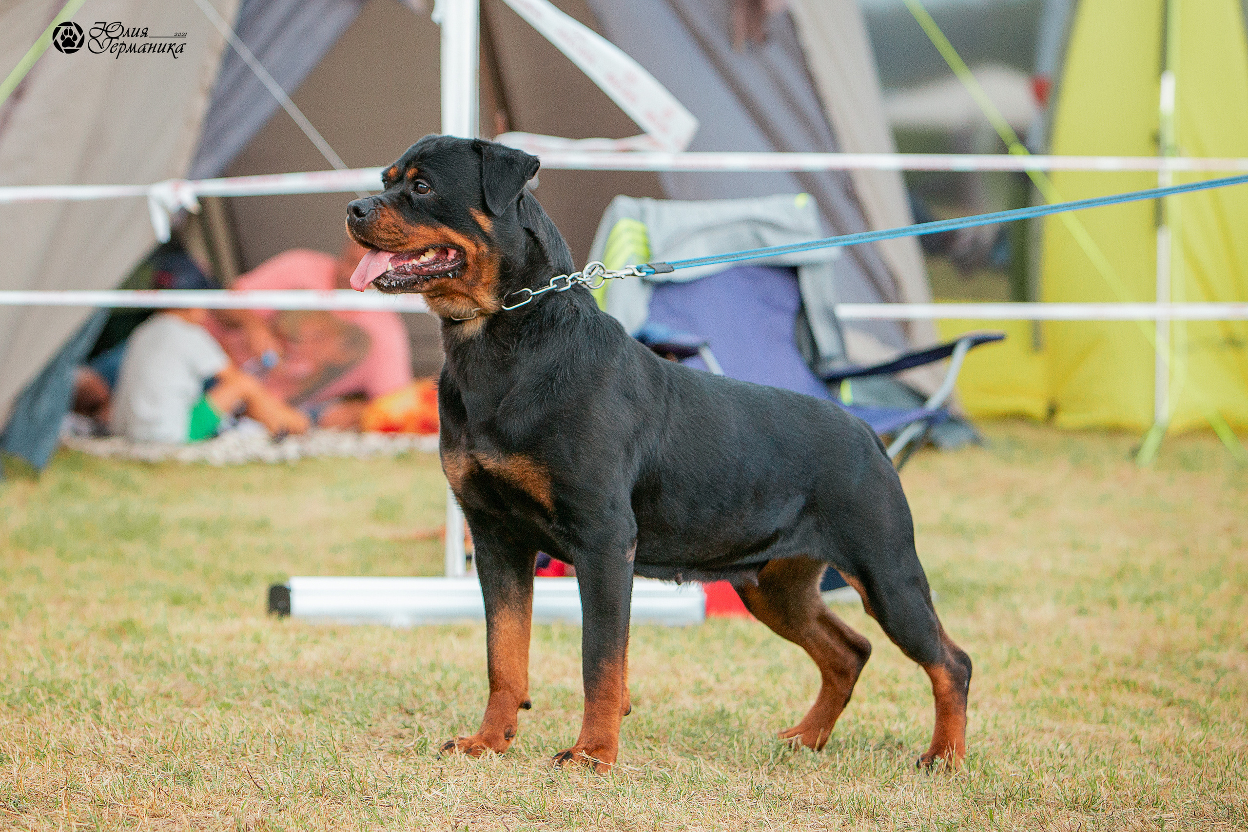 Тверь моно ротвейлеров 3-4 июля 2021. Фотограф-анималист Юлия Германика
