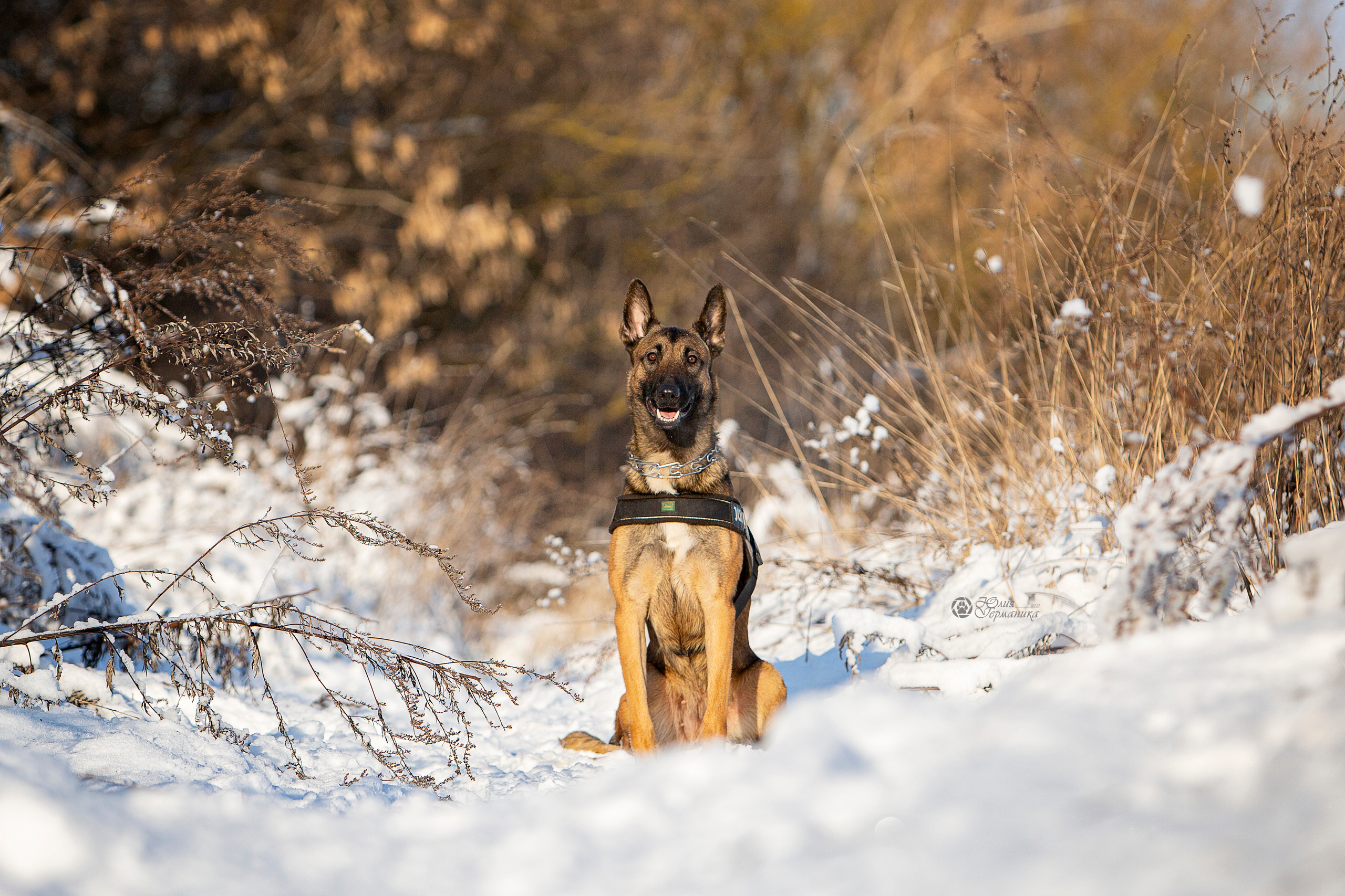 Свободная съемка. Фотограф-анималист Юлия Германика