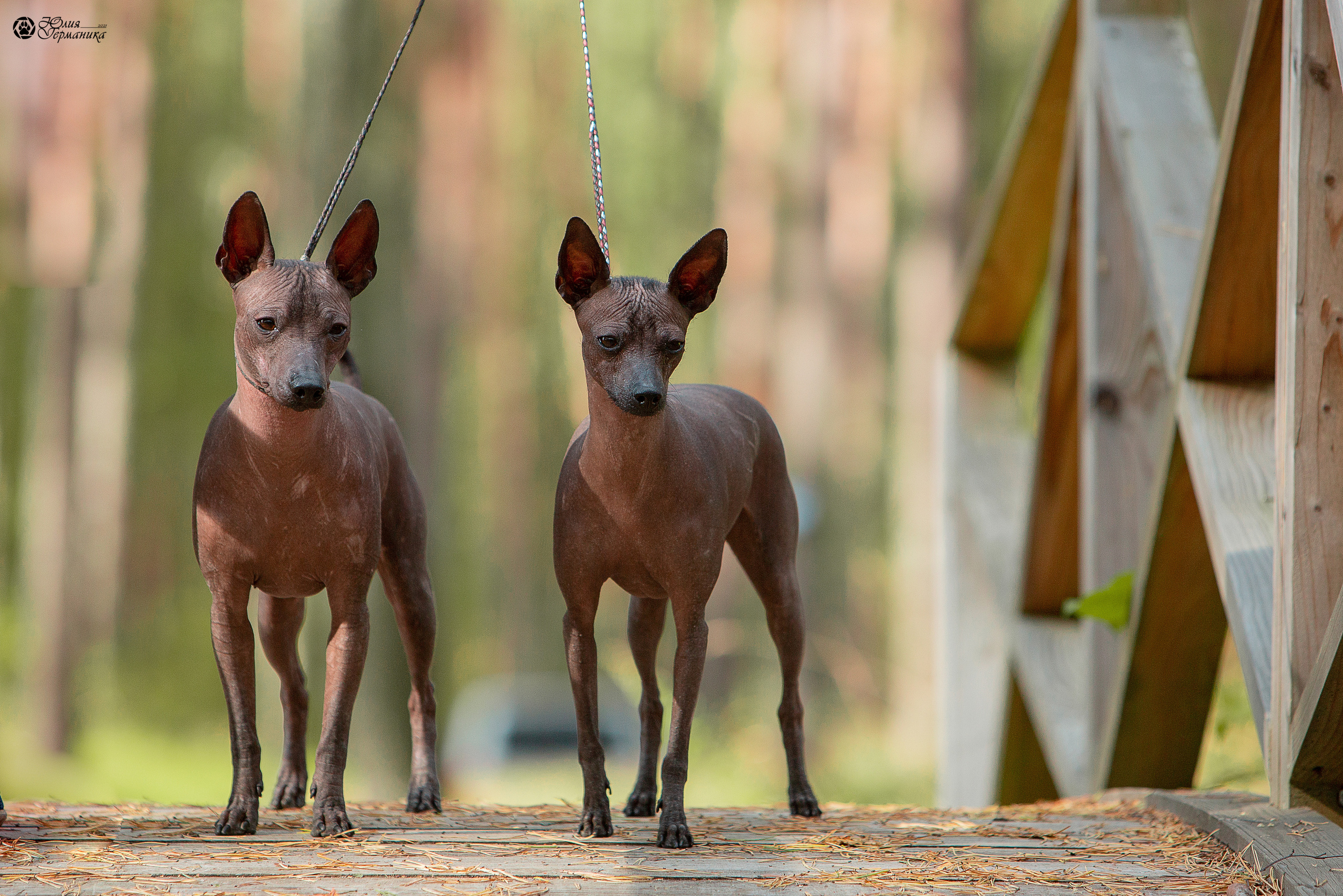 Свободная съемка. Фотограф-анималист Юлия Германика