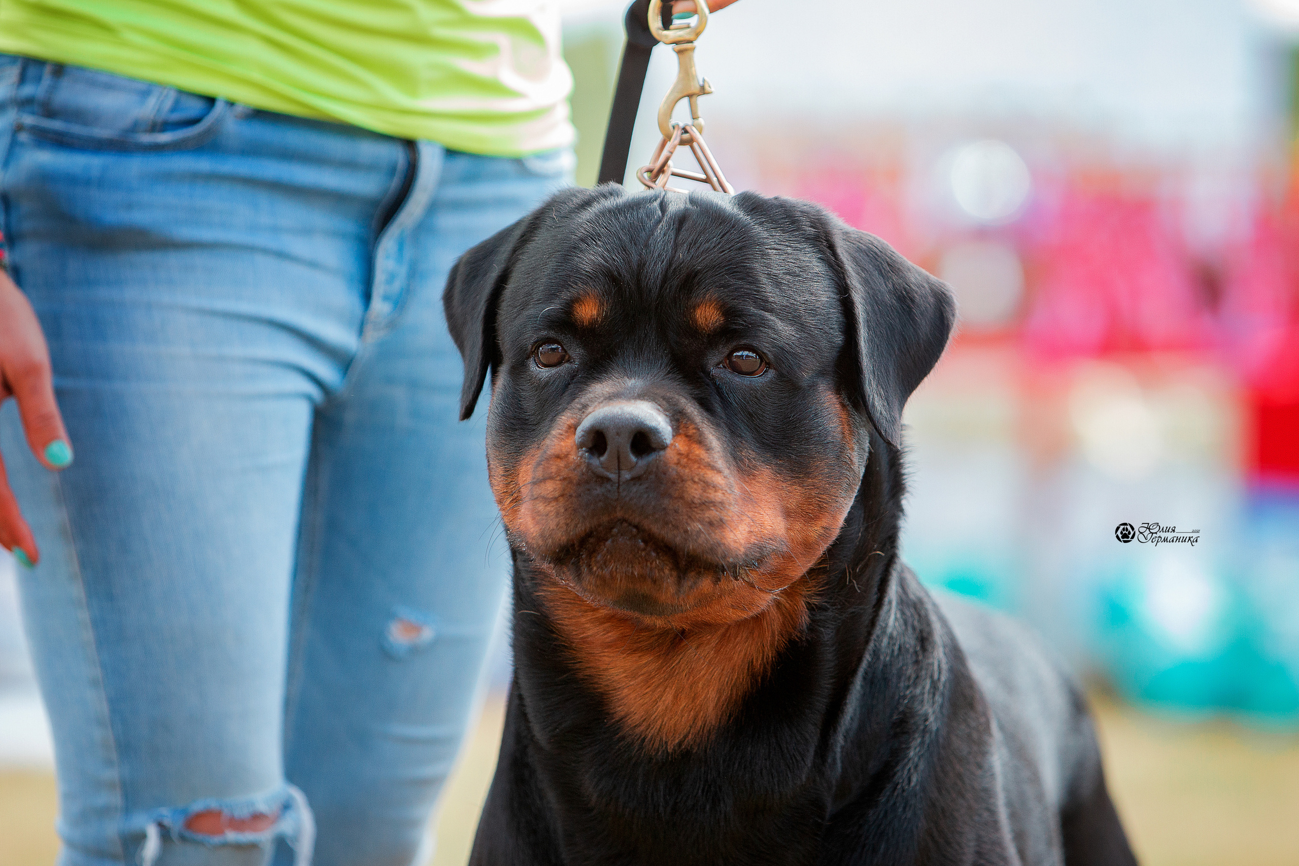 Тверь моно ротвейлеров 3-4 июля 2021. Фотограф-анималист Юлия Германика