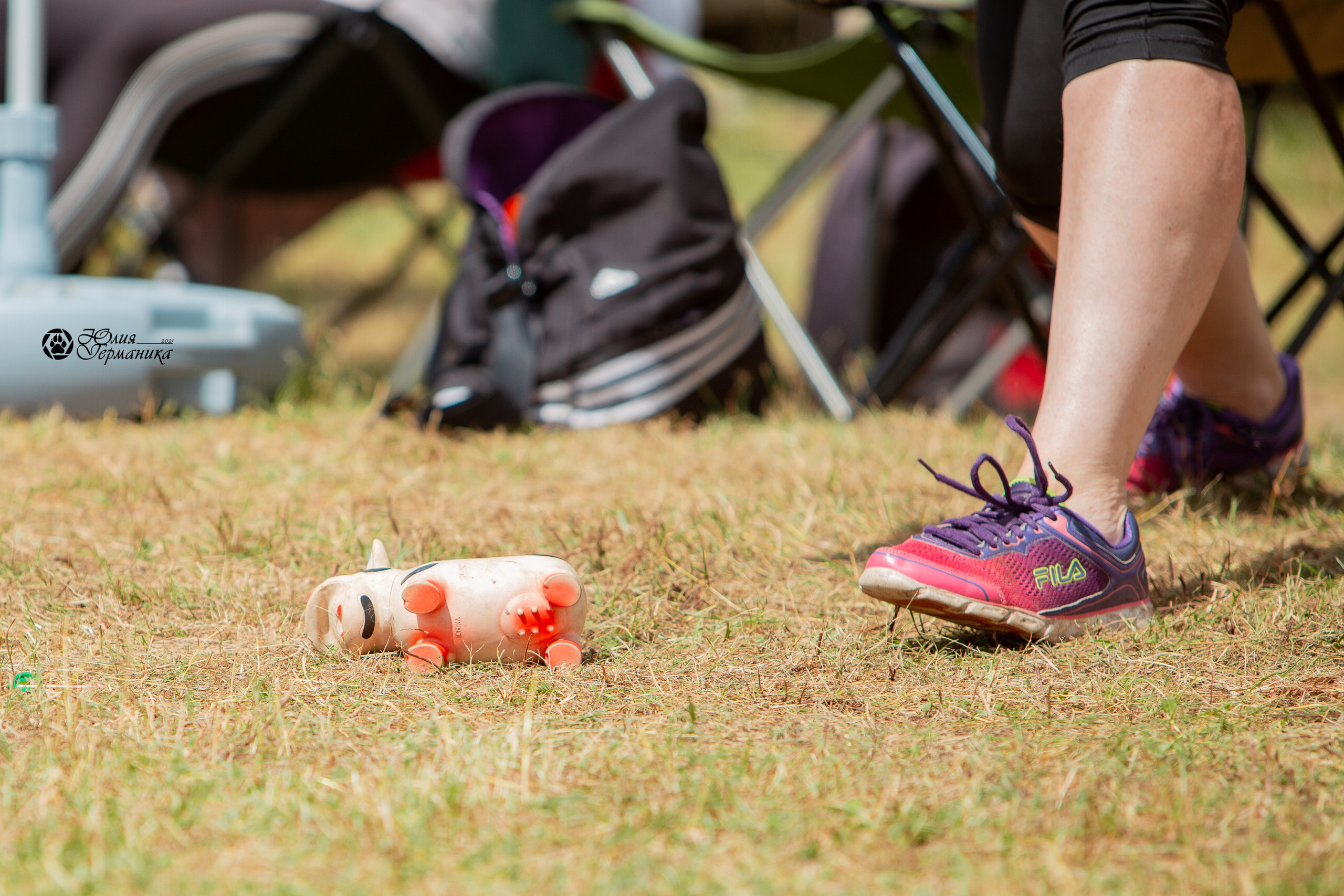 Тверь моно ротвейлеров 3-4 июля 2021. Фотограф-анималист Юлия Германика