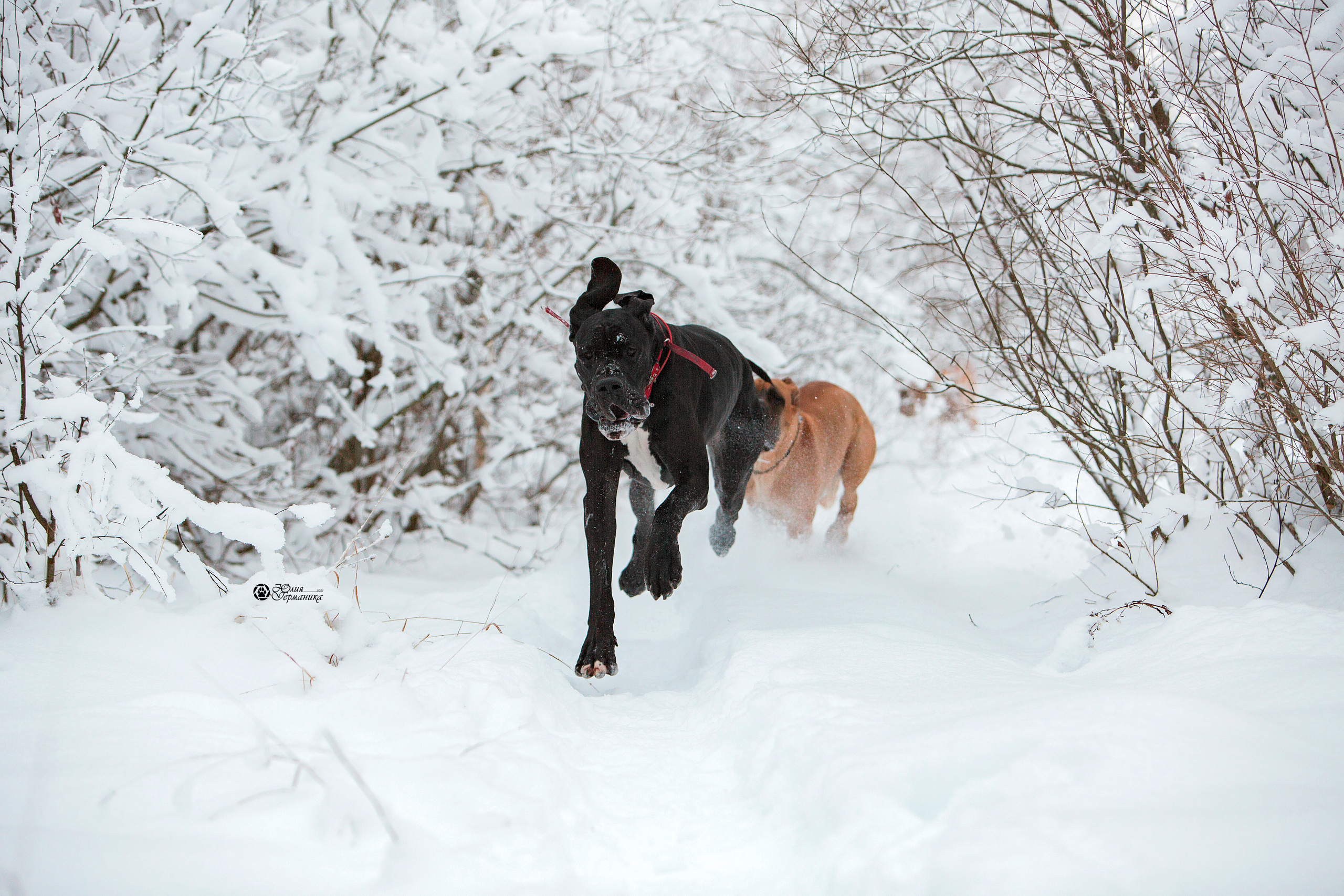 Свободная съемка. Фотограф-анималист Юлия Германика
