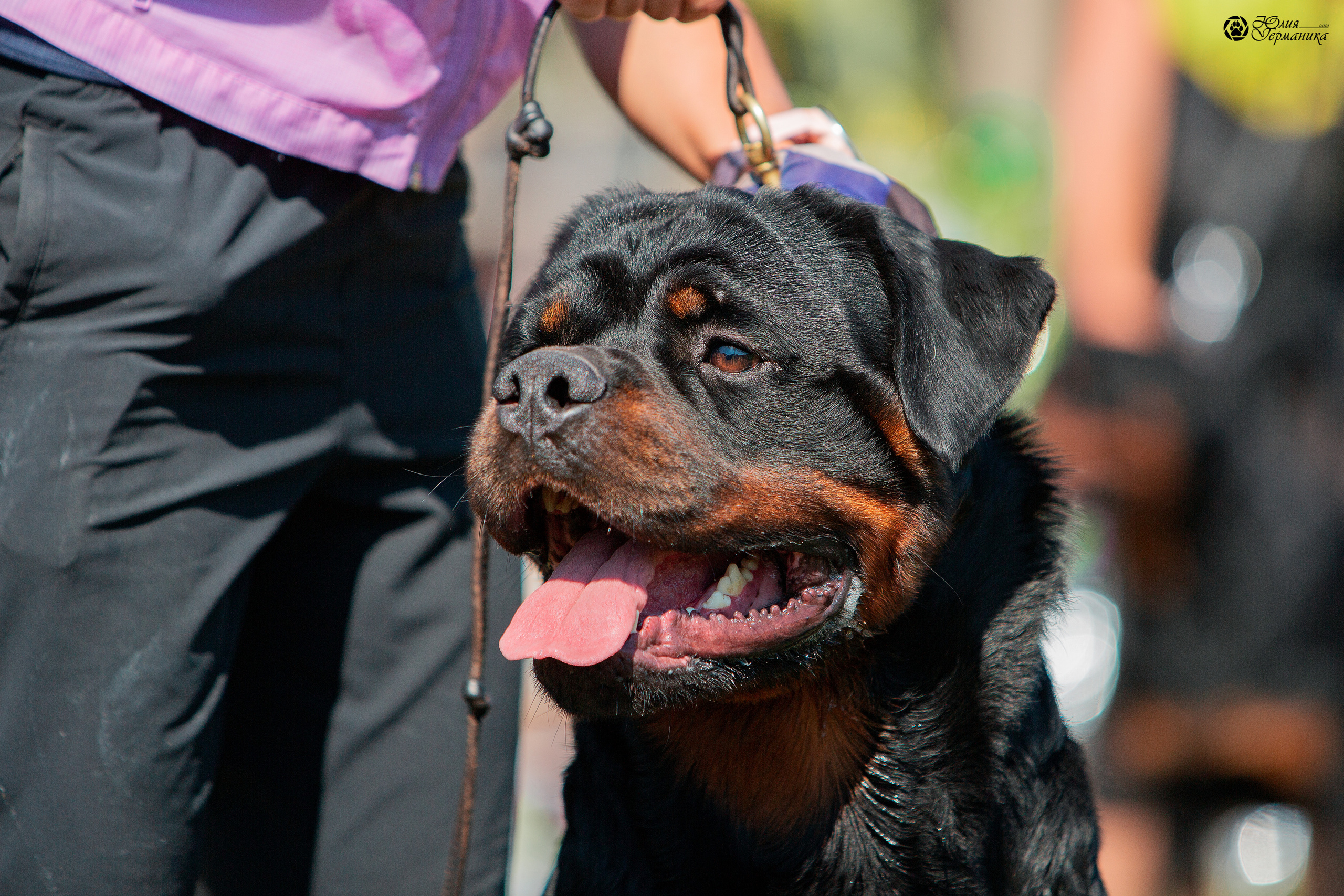 Рязань,Ховрино 14-15 августа 2021 моно ротвейлеров. Фотограф-анималист Юлия Германика