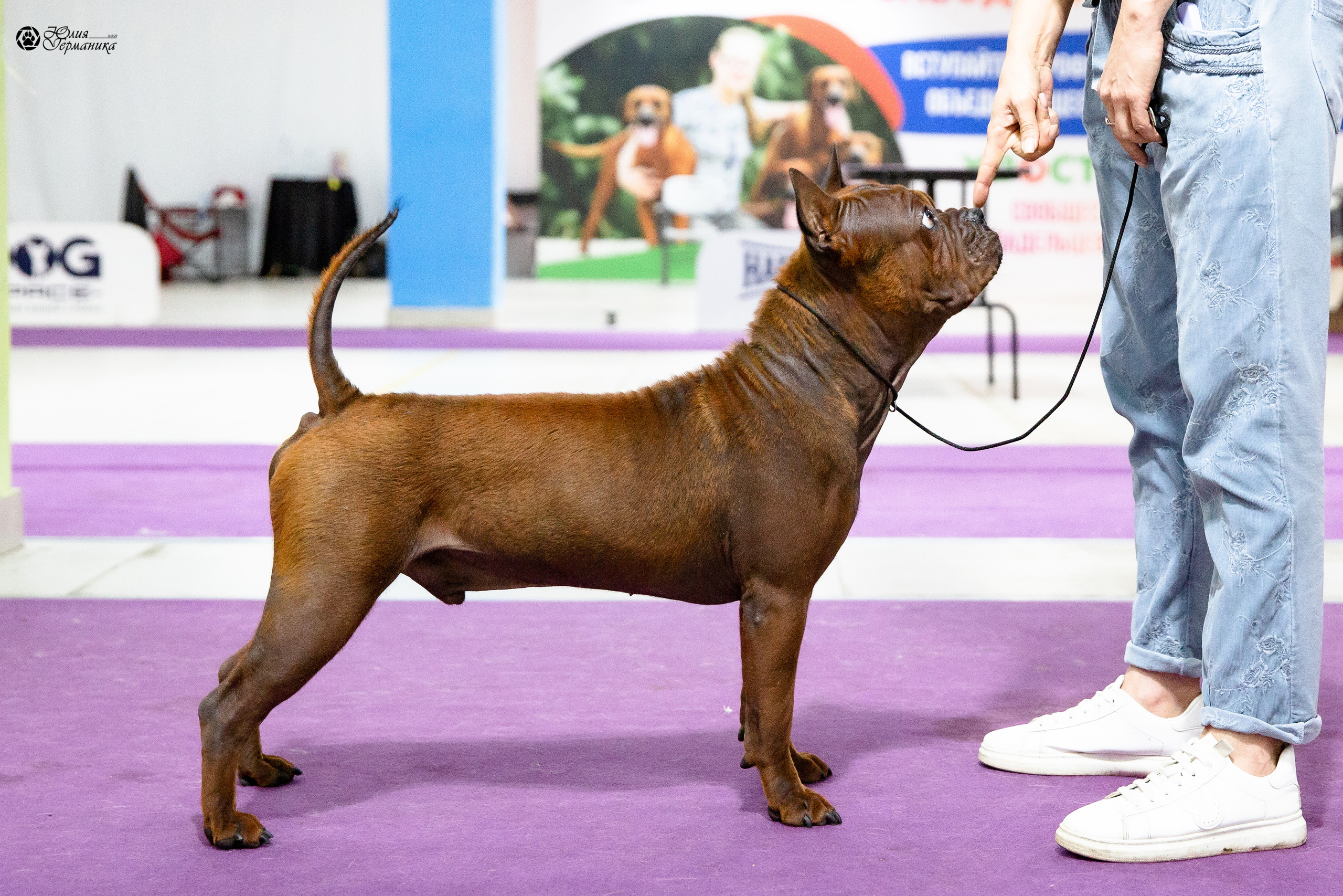 Чайна-Таун 2021. Фотограф-анималист Юлия Германика