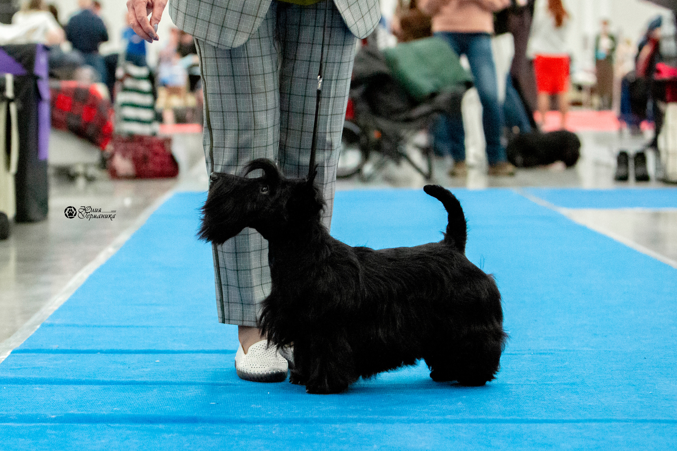 Санкт-Петербург 3хCACIB 10-12 декабря 2021. Фотограф-анималист Юлия Германика