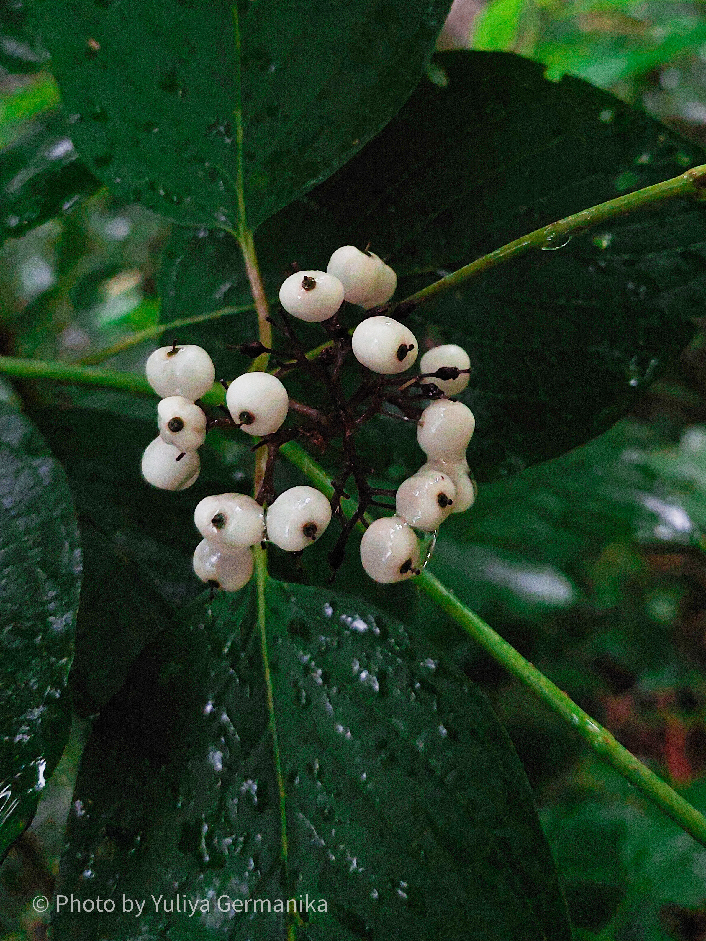 Разные фото на телефон.Города,природа. Фотограф-анималист Юлия Германика