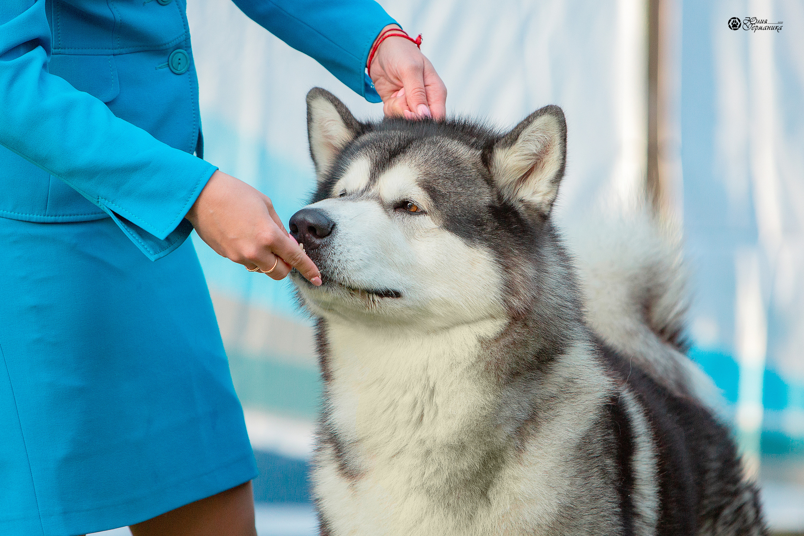 Псков 2xСАСIB 18-19 сентября 2021. Фотограф-анималист Юлия Германика