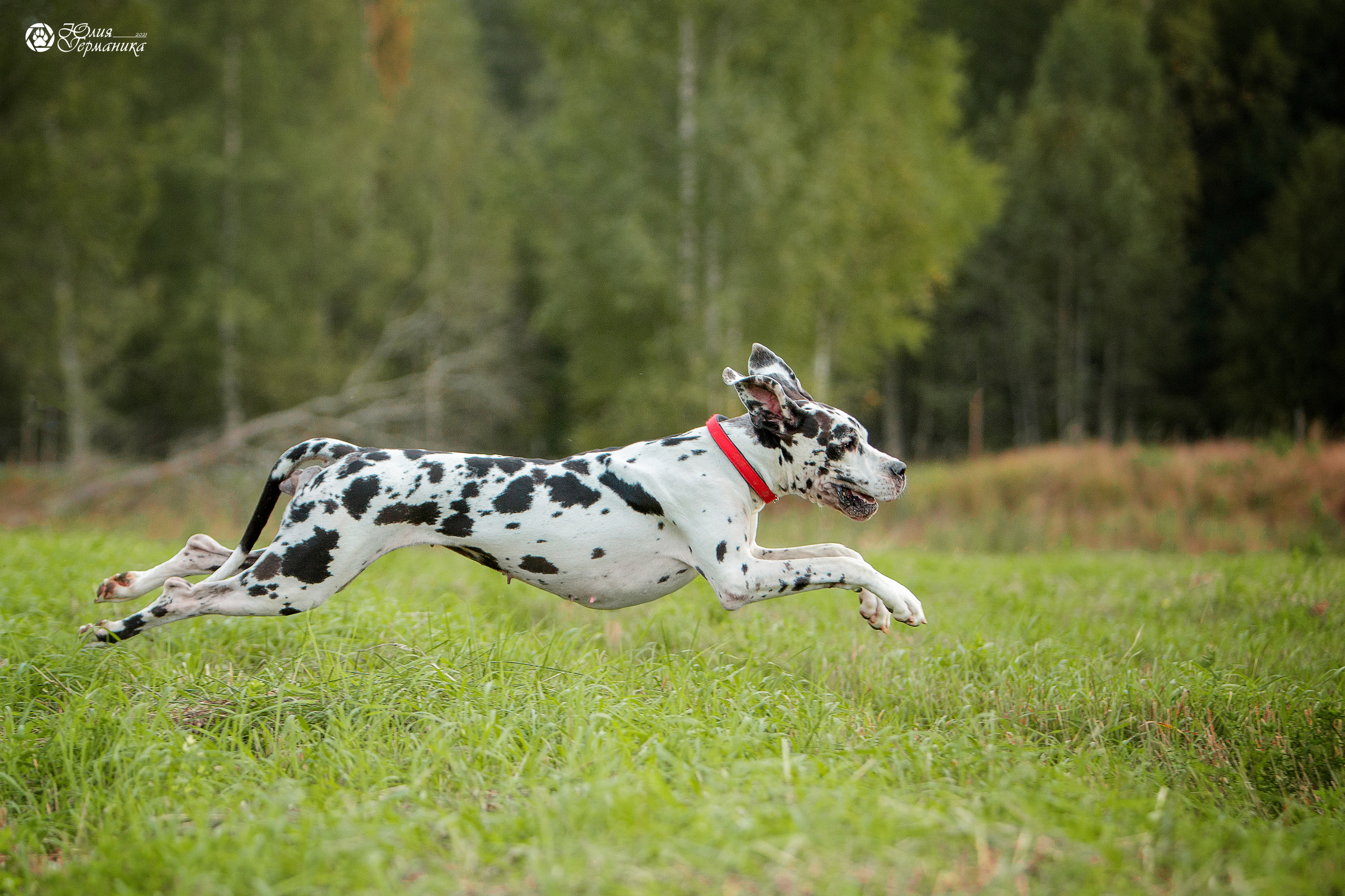 Свободная съемка. Фотограф-анималист Юлия Германика