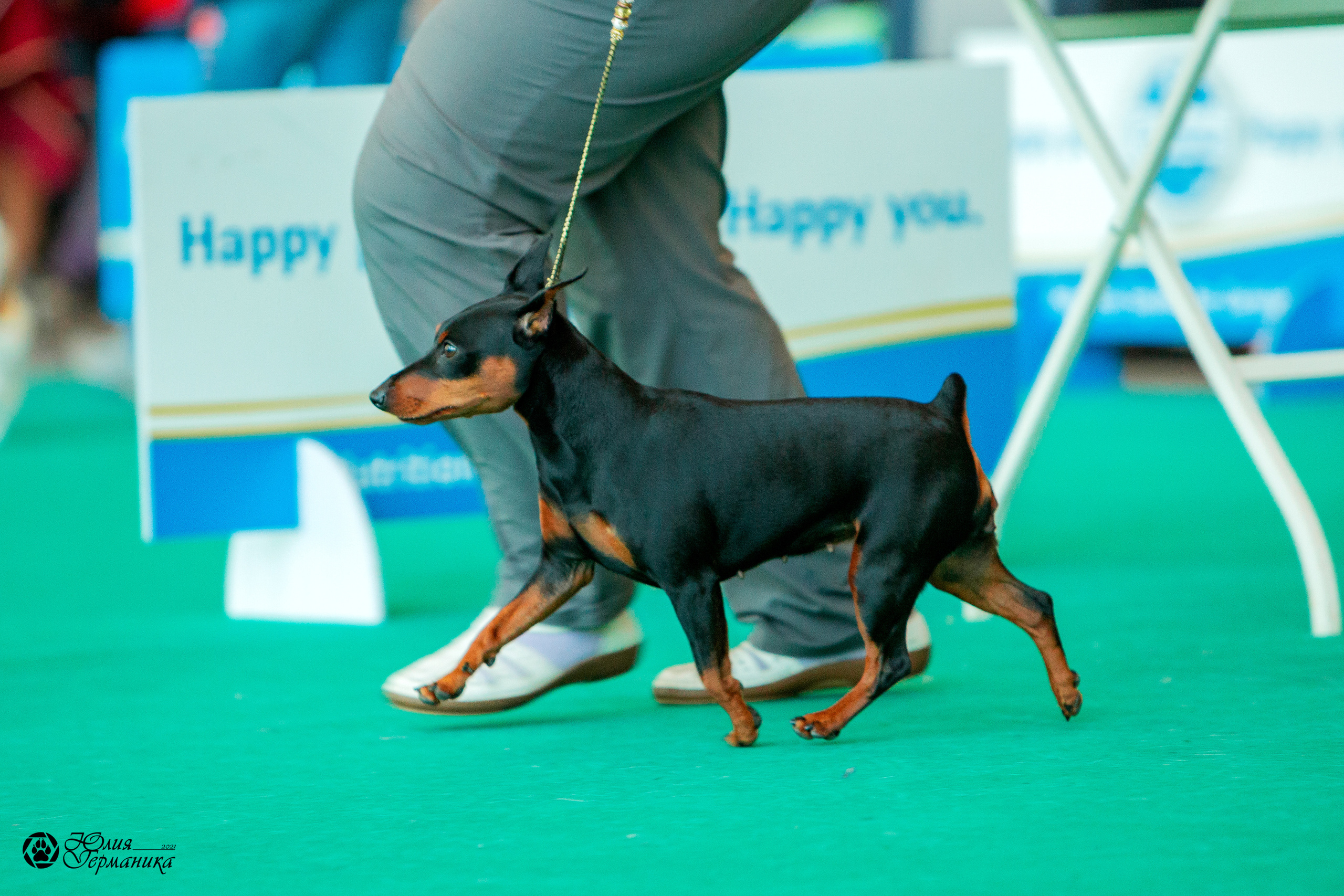 Нижний Новгород 3хCACIB 15-17 октября 2021. Фотограф-анималист Юлия Германика