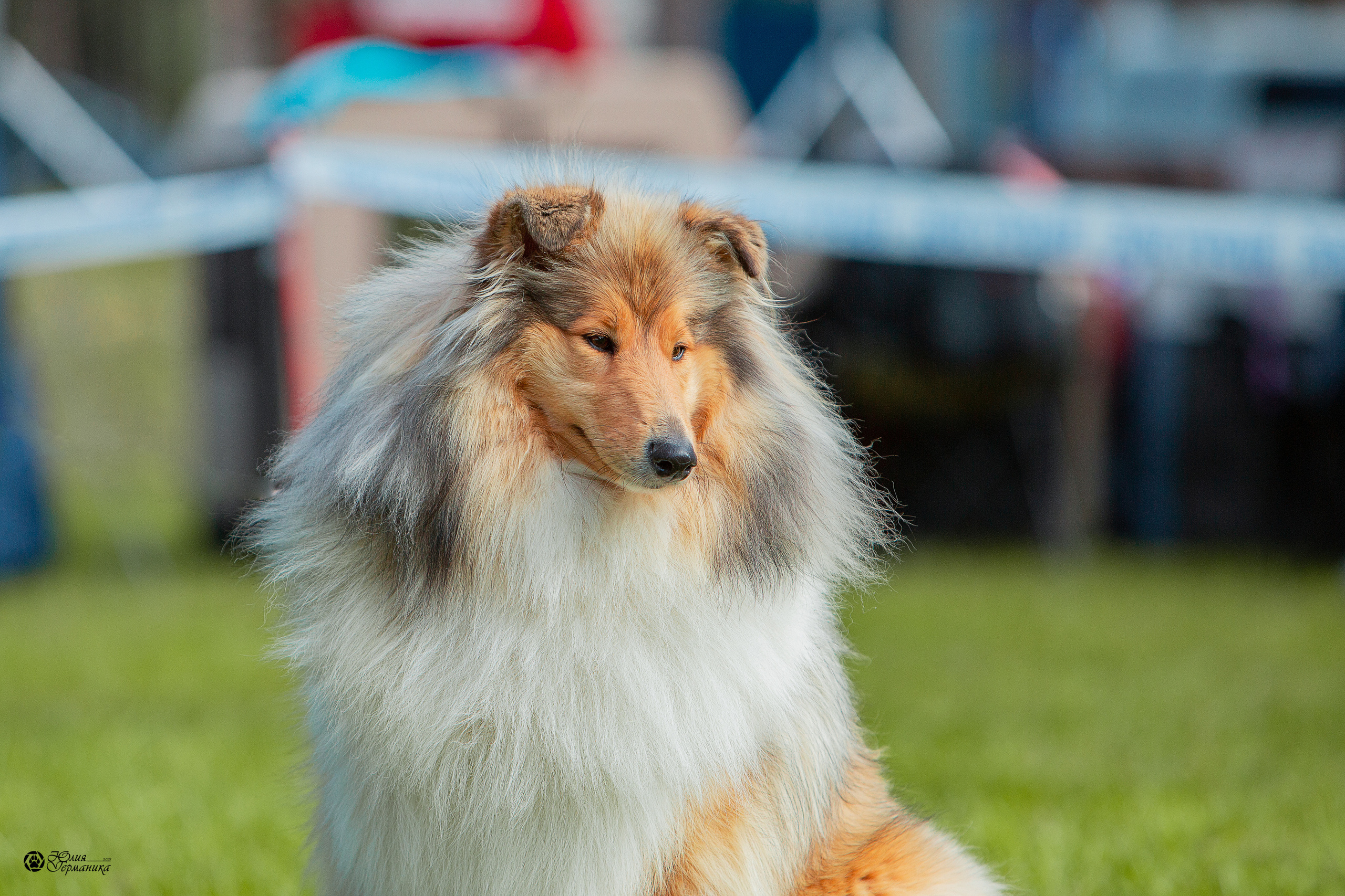 Псков 2xСАСIB 18-19 сентября 2021. Фотограф-анималист Юлия Германика