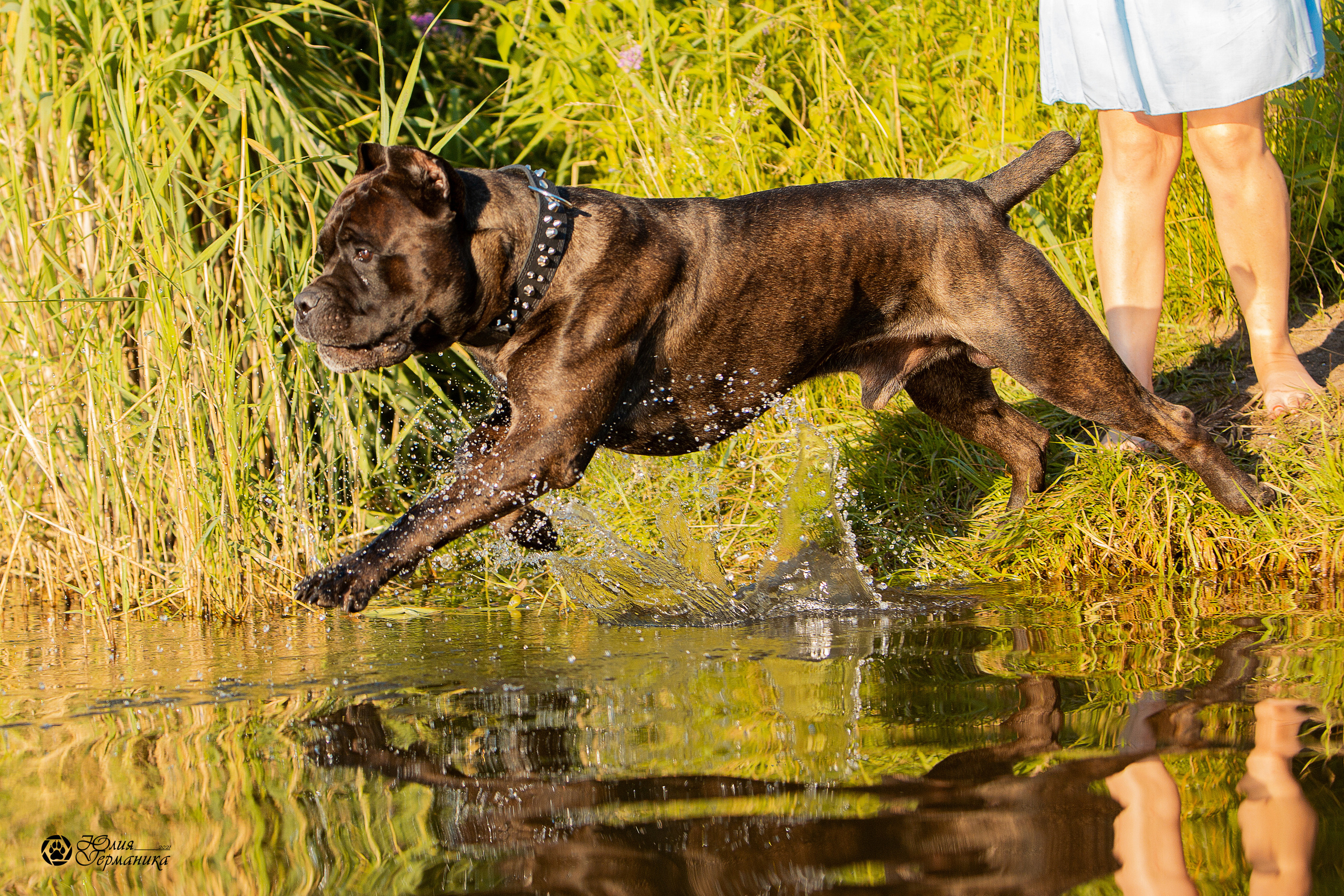 Свободная съемка. Фотограф-анималист Юлия Германика