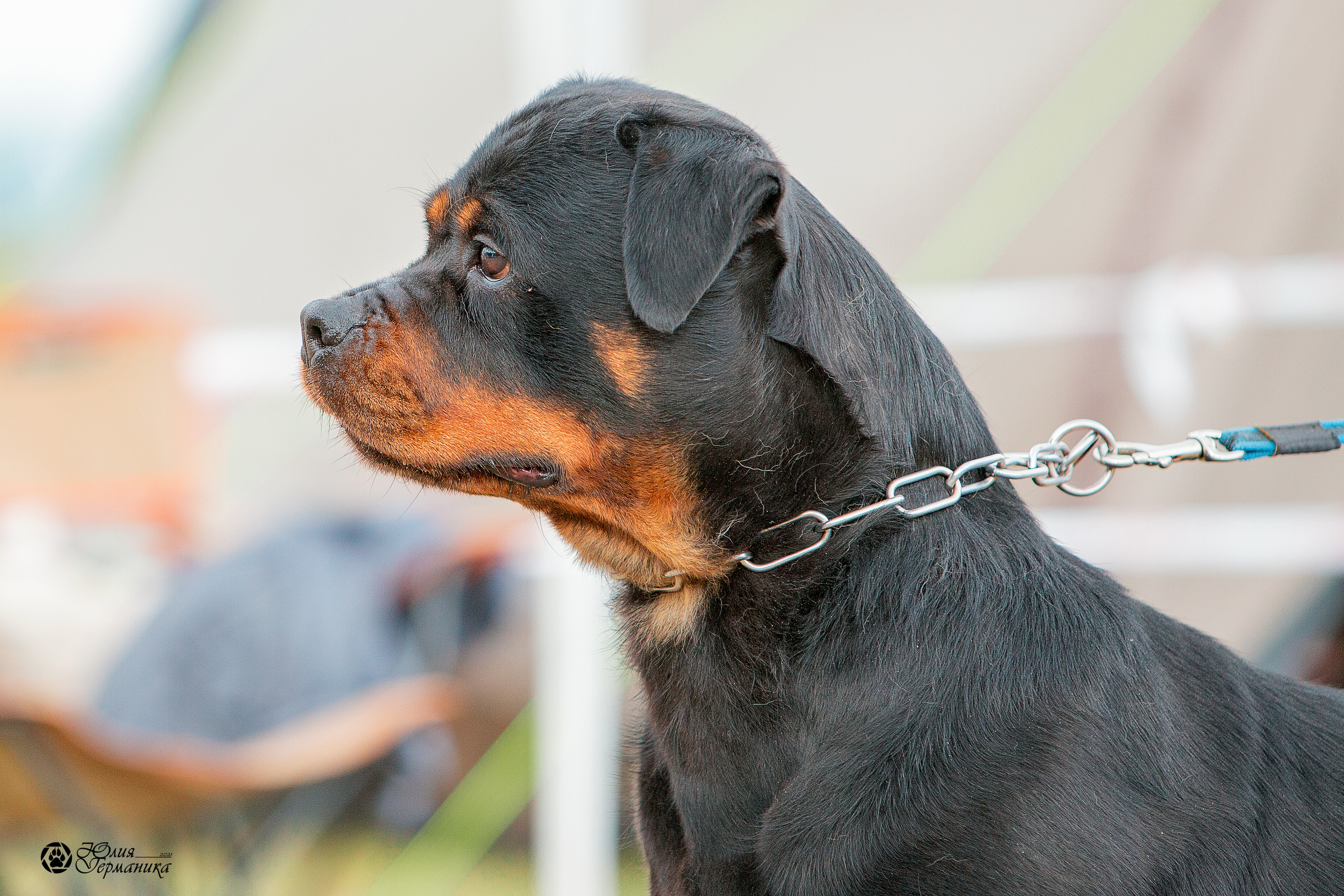 Тверь моно ротвейлеров 3-4 июля 2021. Фотограф-анималист Юлия Германика