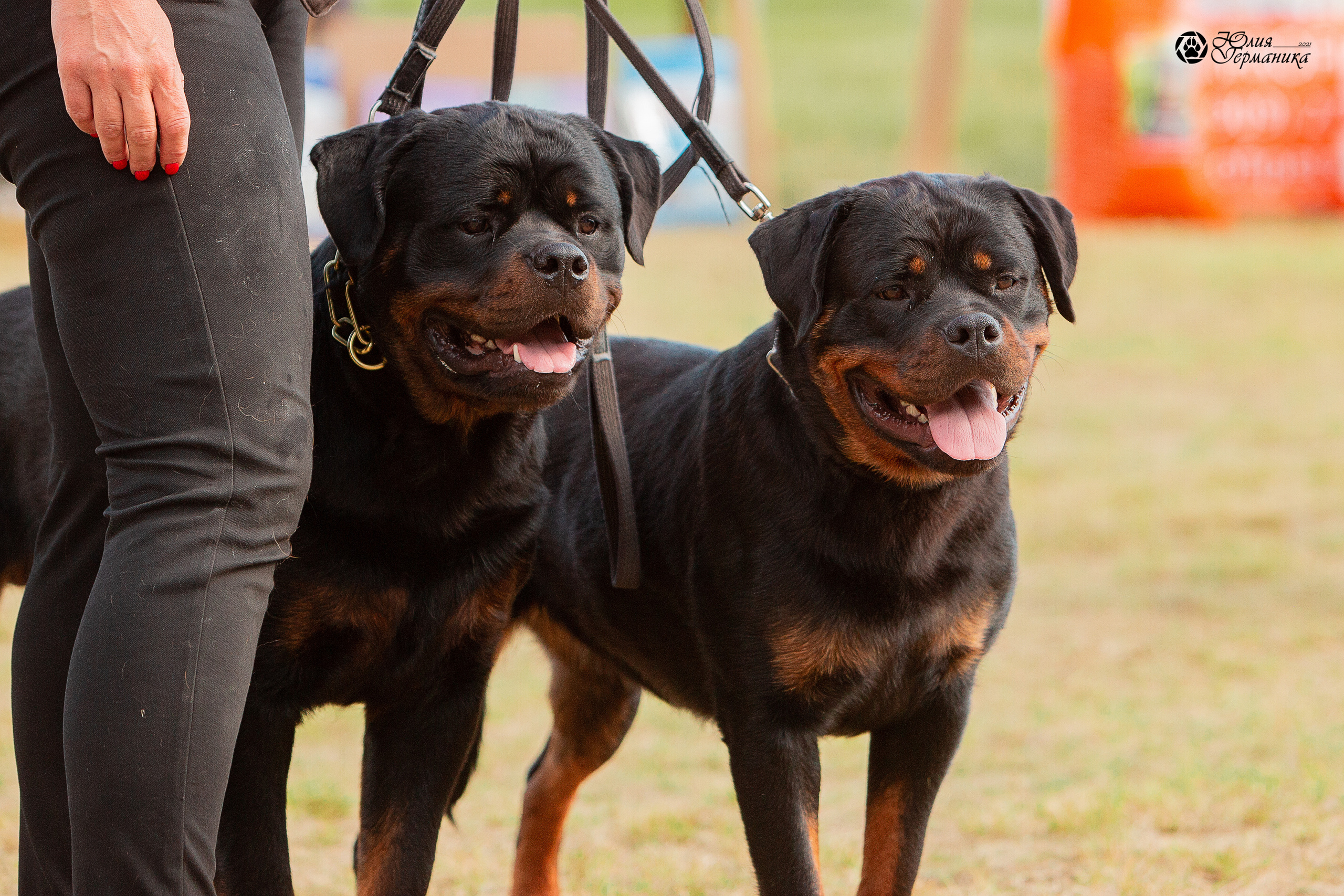 Тверь моно ротвейлеров 3-4 июля 2021. Фотограф-анималист Юлия Германика