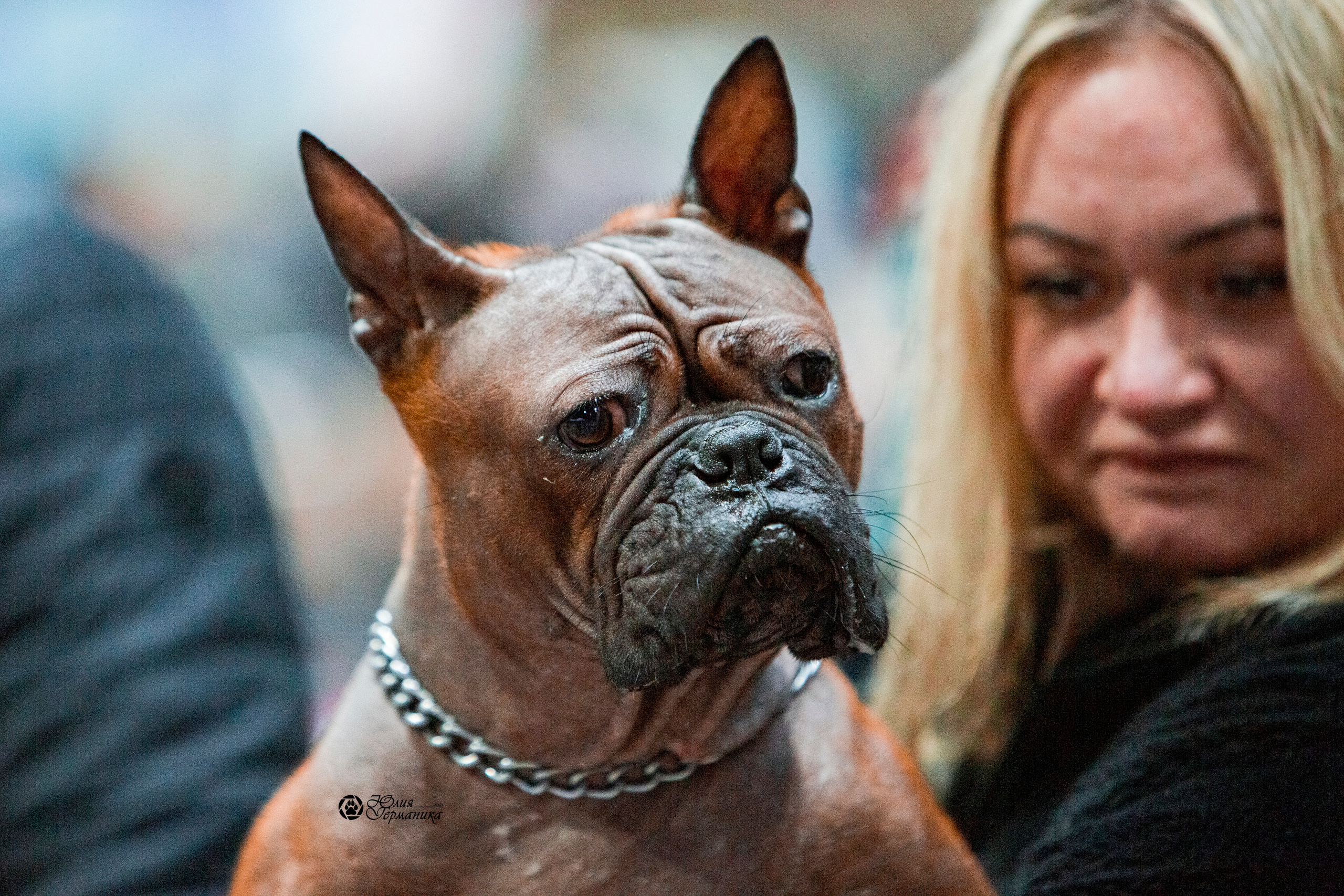 Минск 2хCACIB 27-28 ноября 2021. Фотограф-анималист Юлия Германика