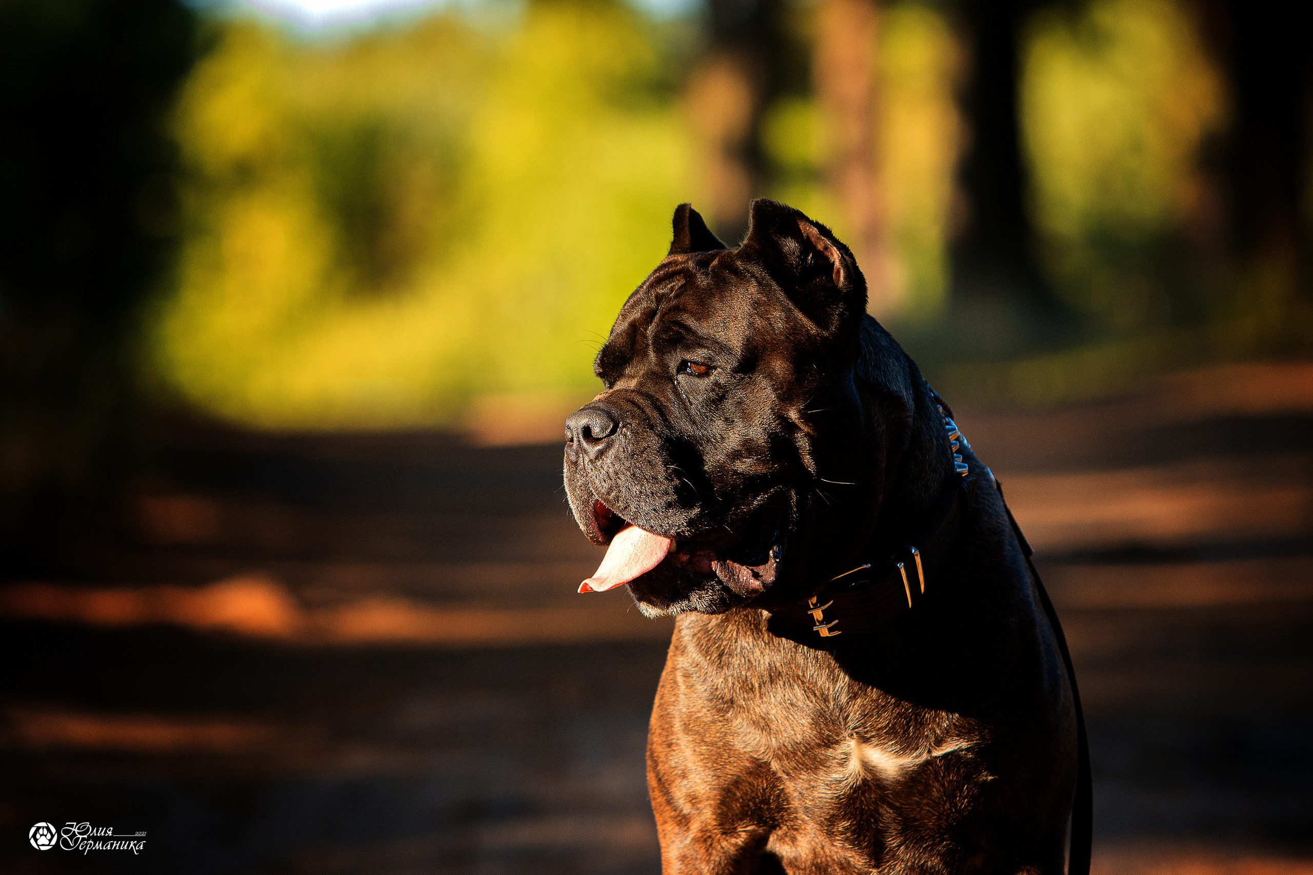 Свободная съемка. Фотограф-анималист Юлия Германика
