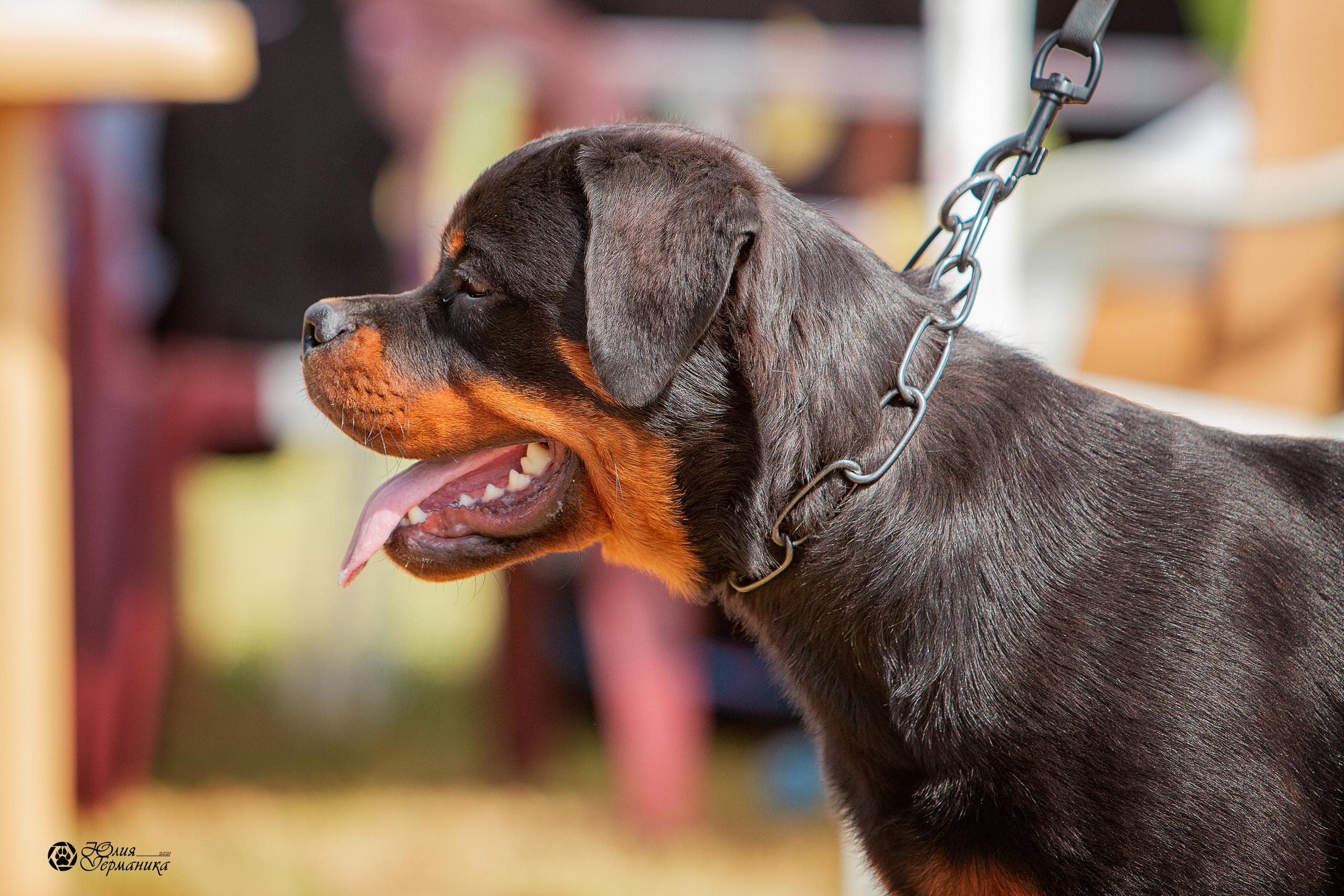 Тверь моно ротвейлеров 3-4 июля 2021. Фотограф-анималист Юлия Германика