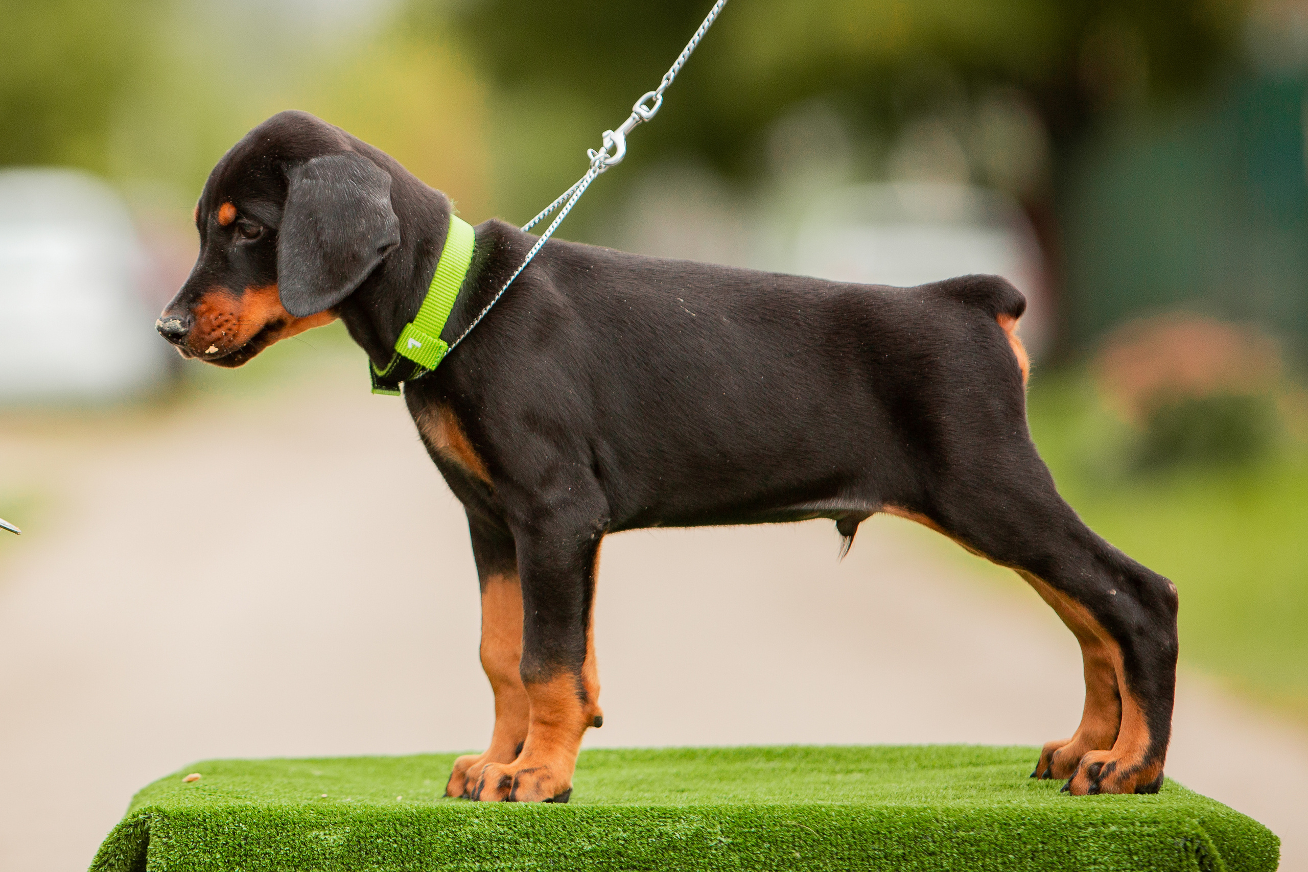 Съёмки щенков и котят. Фотограф-анималист Юлия Германика