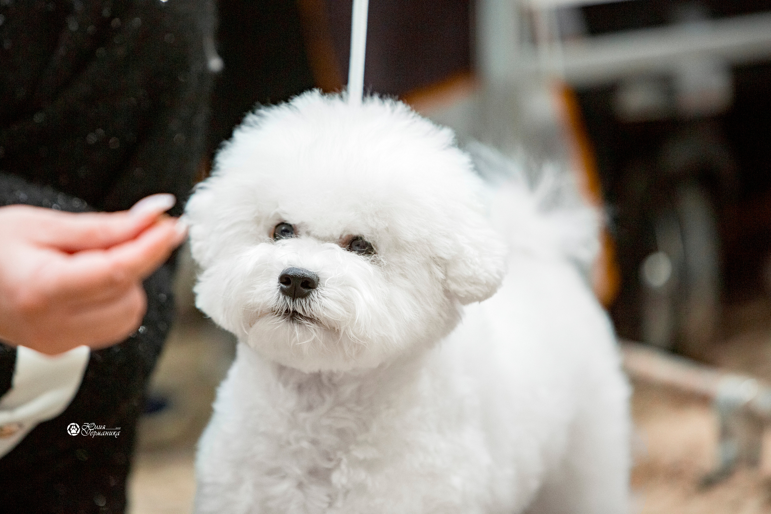 Минск 2хCACIB 27-28 ноября 2021. Фотограф-анималист Юлия Германика