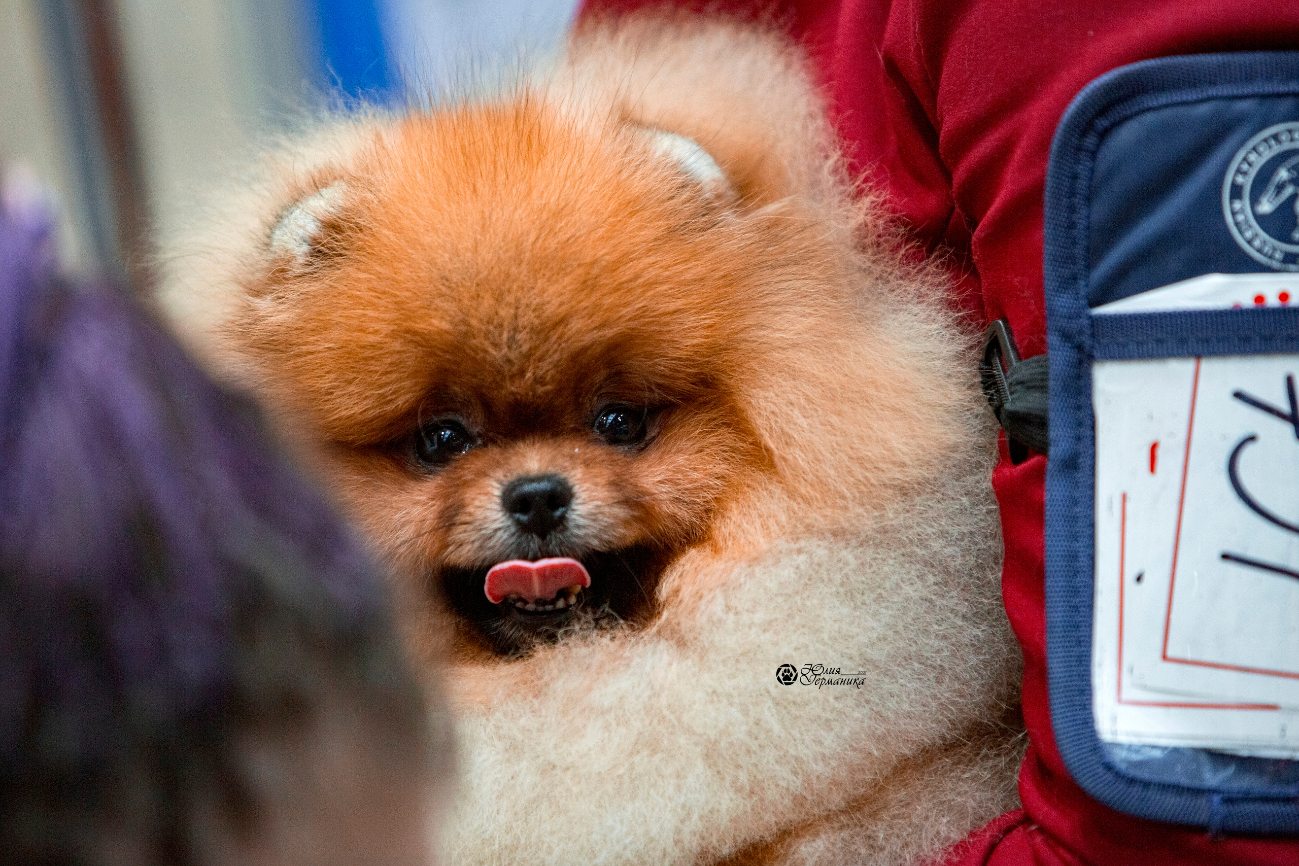 Минск 2хCACIB 27-28 ноября 2021. Фотограф-анималист Юлия Германика