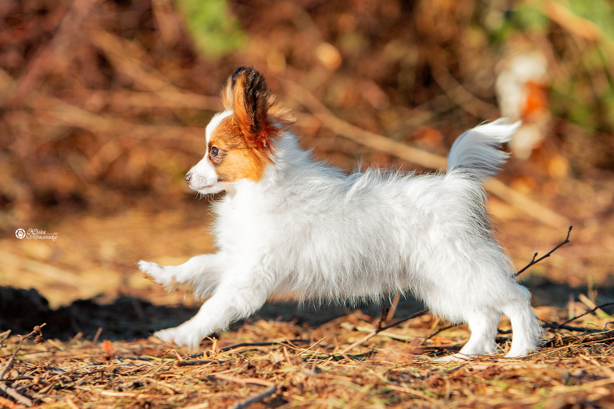 Съёмки щенков и котят. Фотограф-анималист Юлия Германика