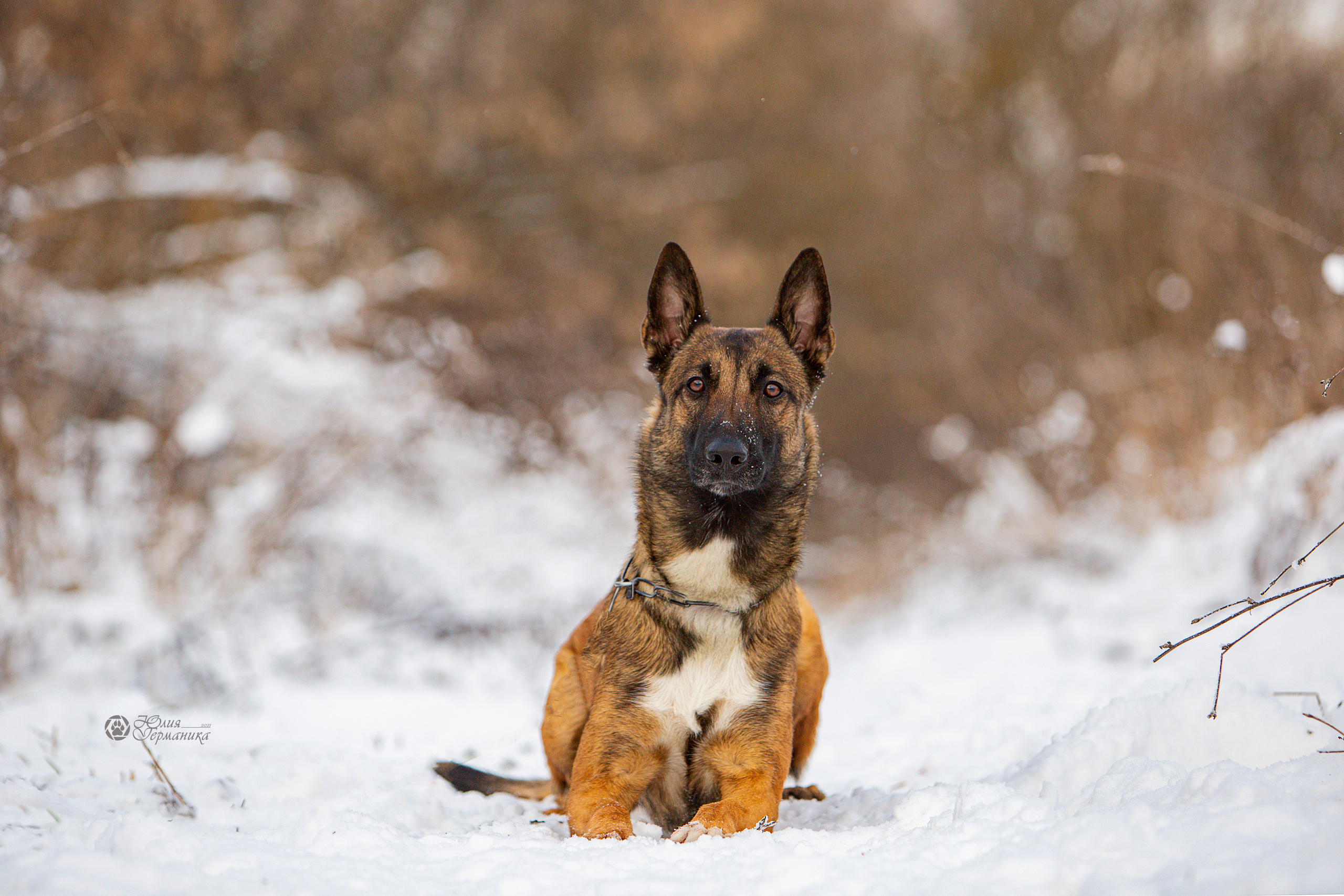Свободная съемка. Фотограф-анималист Юлия Германика