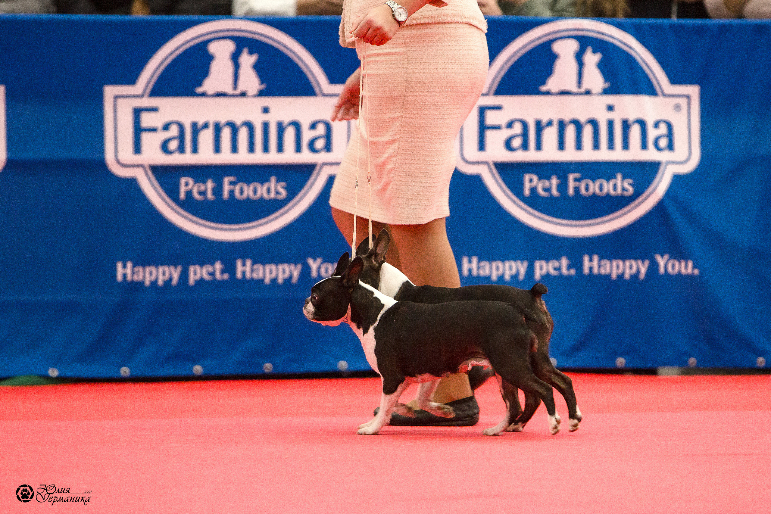 Нижний Новгород 3хCACIB 15-17 октября 2021. Фотограф-анималист Юлия Германика