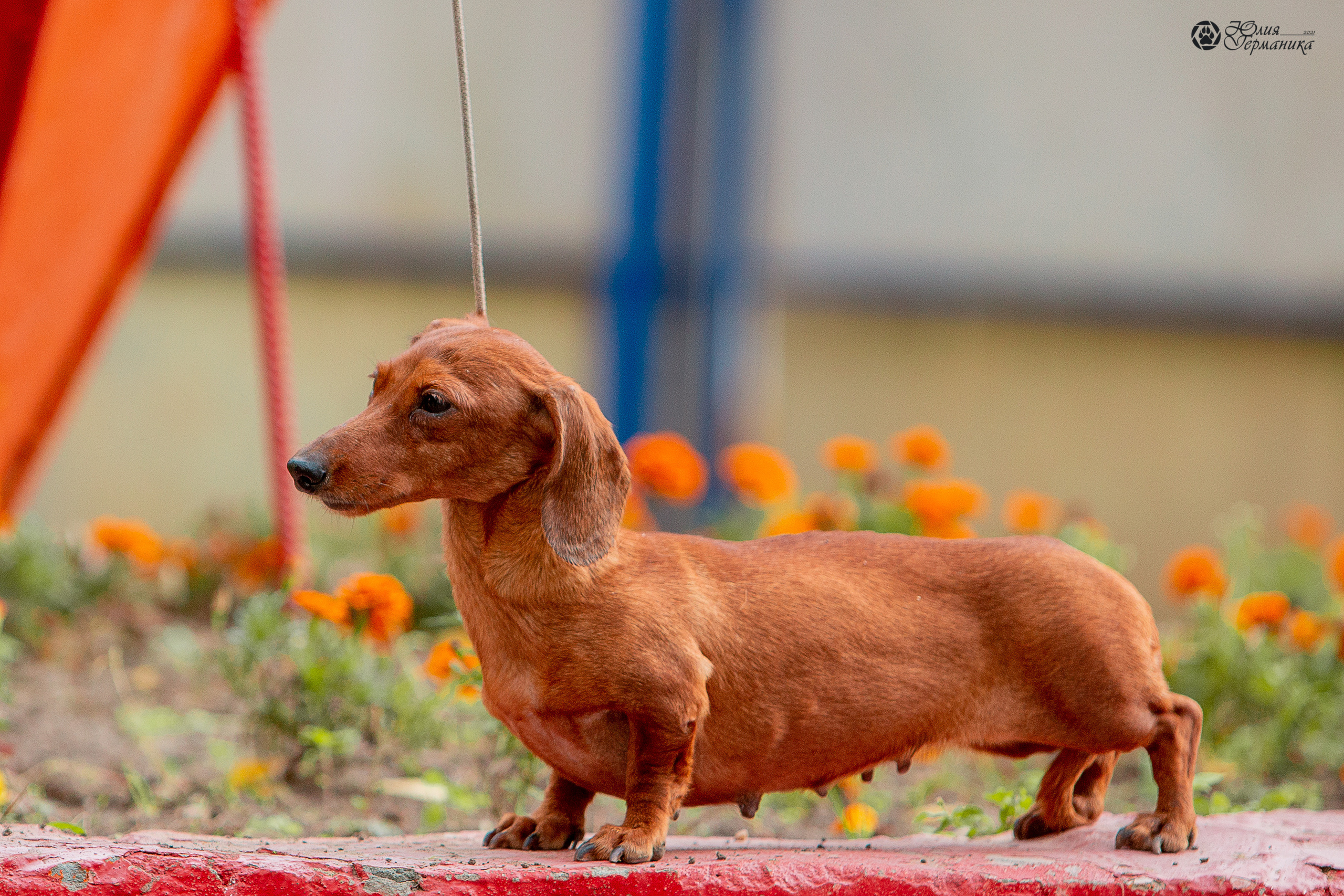 Свободная съемка. Фотограф-анималист Юлия Германика