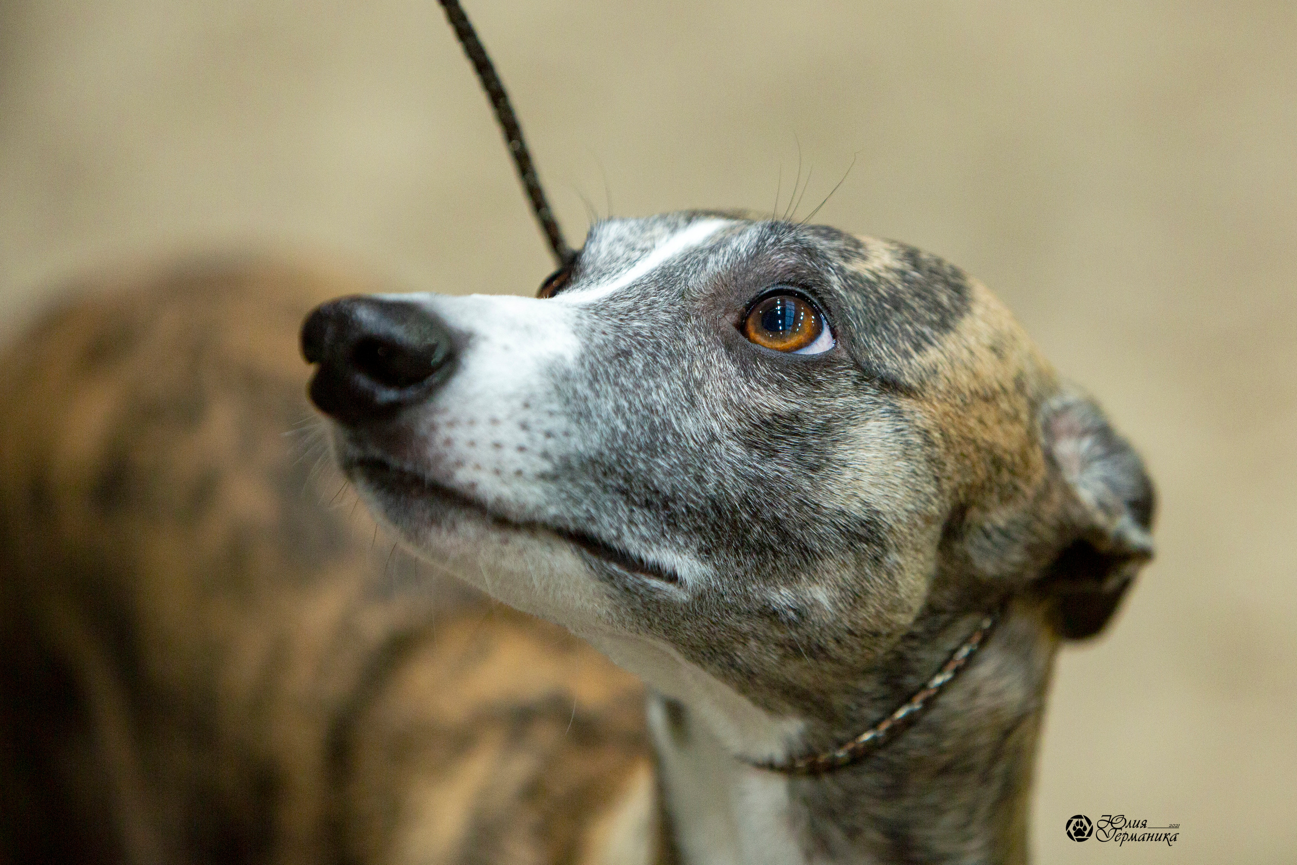 Минск 2хCACIB 27-28 ноября 2021. Фотограф-анималист Юлия Германика