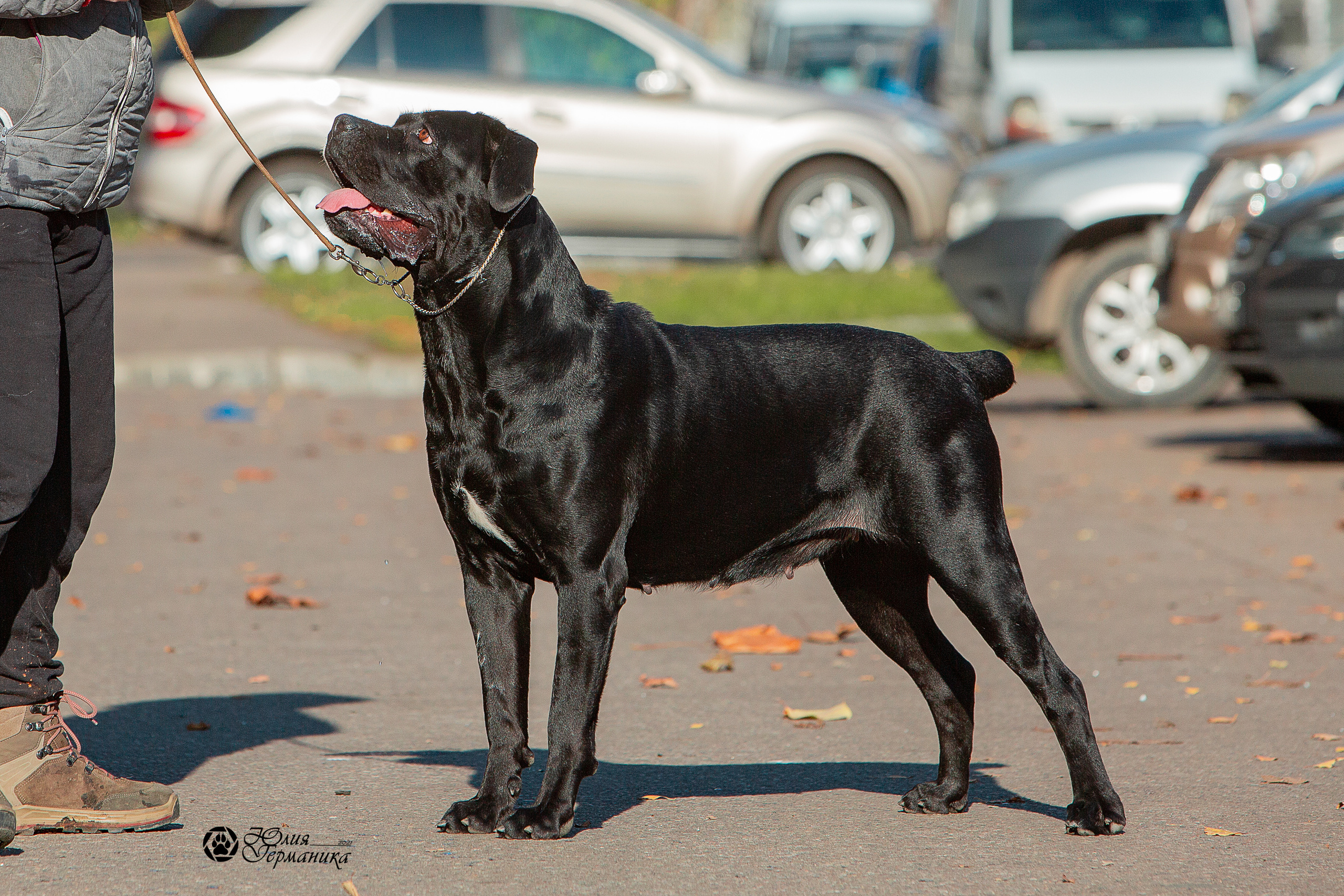 Свободная съемка. Фотограф-анималист Юлия Германика