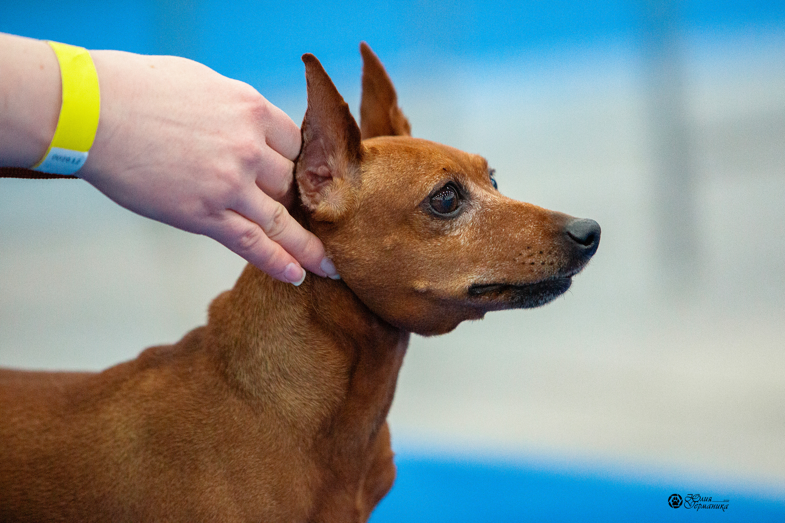 Питер 4 CACIB 22-25 октября 2021. Фотограф-анималист Юлия Германика