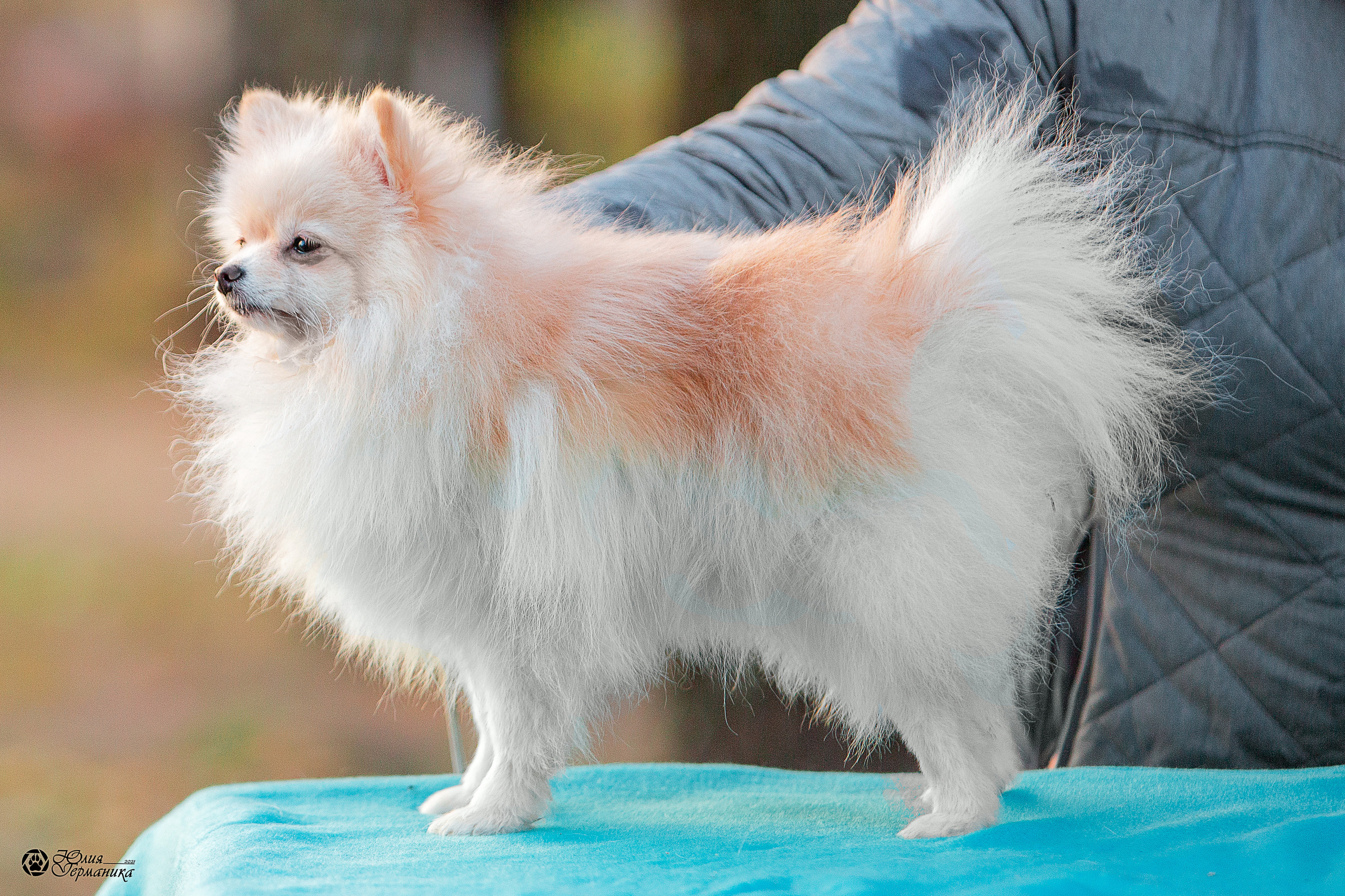 Свободная съемка. Фотограф-анималист Юлия Германика