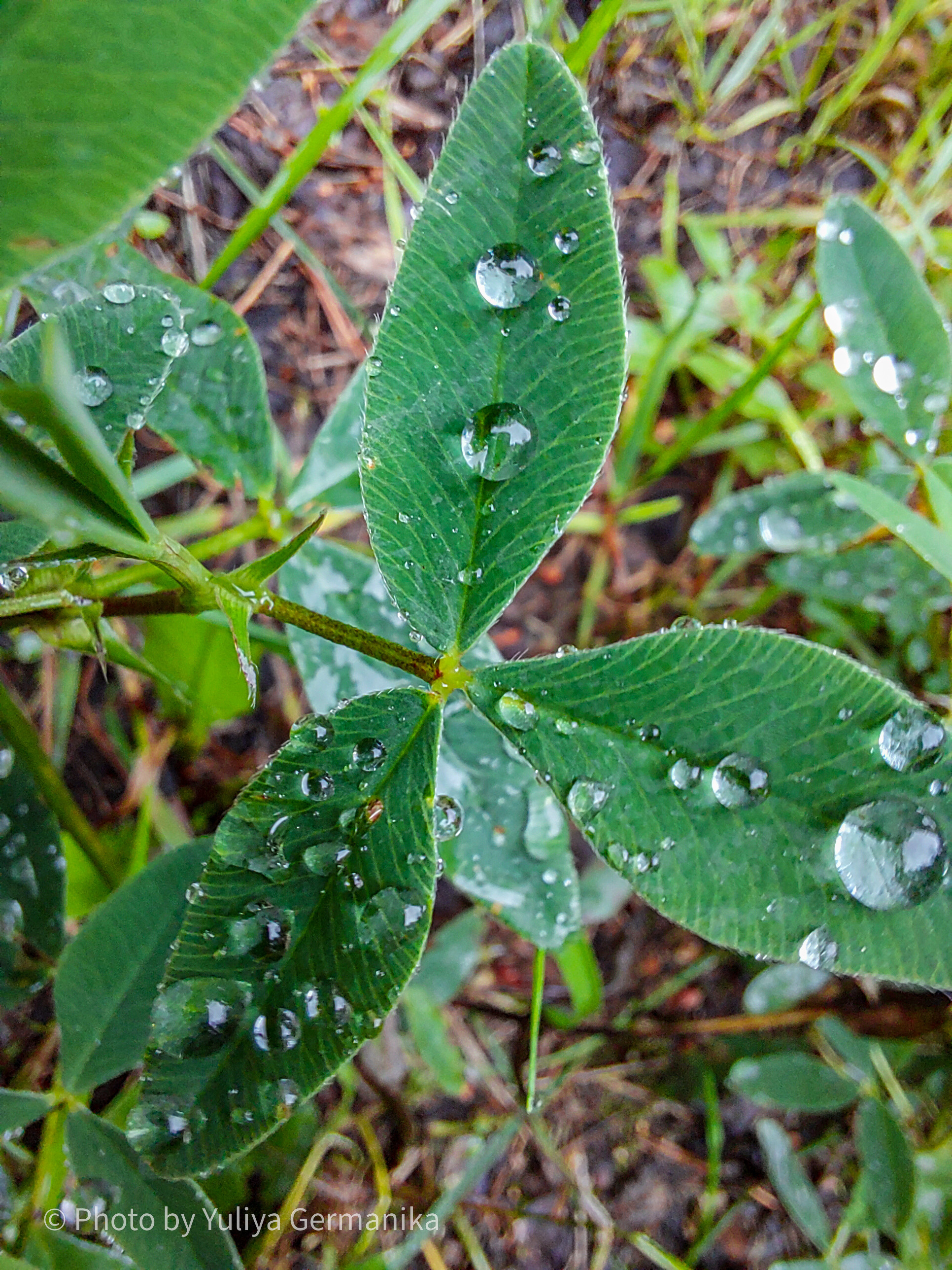 Разные фото на телефон.Города,природа. Фотограф-анималист Юлия Германика