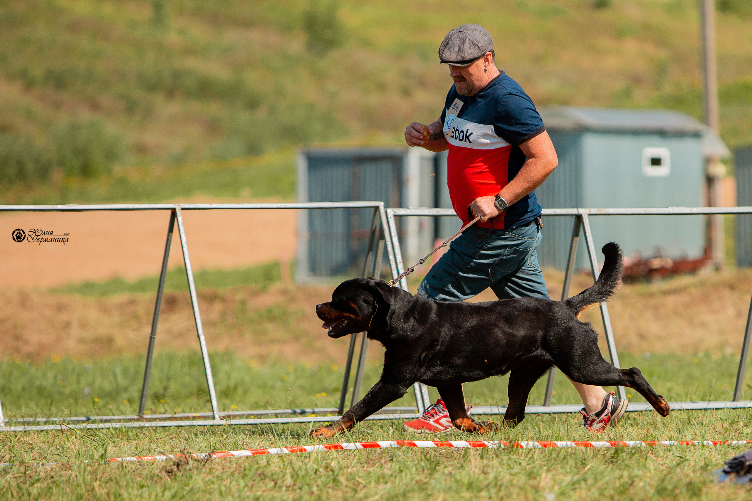 Рязань,Ховрино 14-15 августа 2021 моно ротвейлеров. Фотограф-анималист Юлия Германика