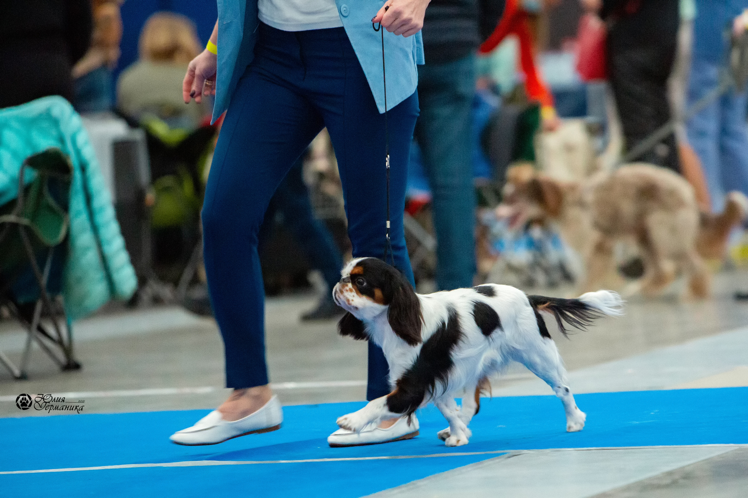 Питер 4 CACIB 22-25 октября 2021. Фотограф-анималист Юлия Германика