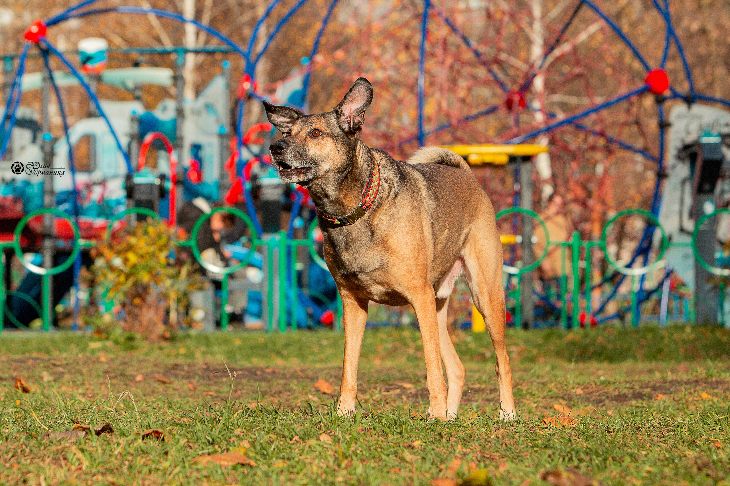 Свободная съемка. Фотограф-анималист Юлия Германика