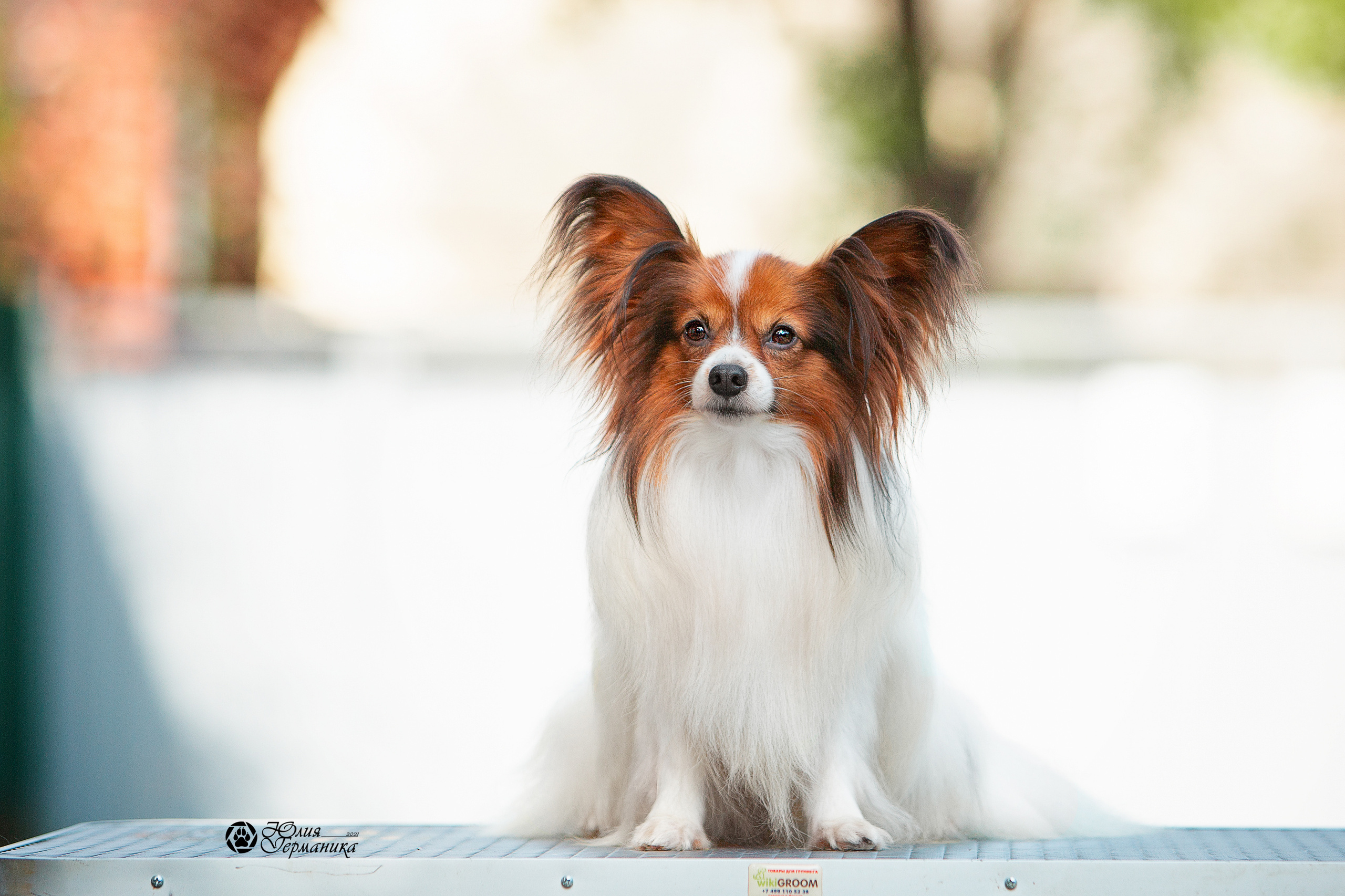 Свободная съемка. Фотограф-анималист Юлия Германика