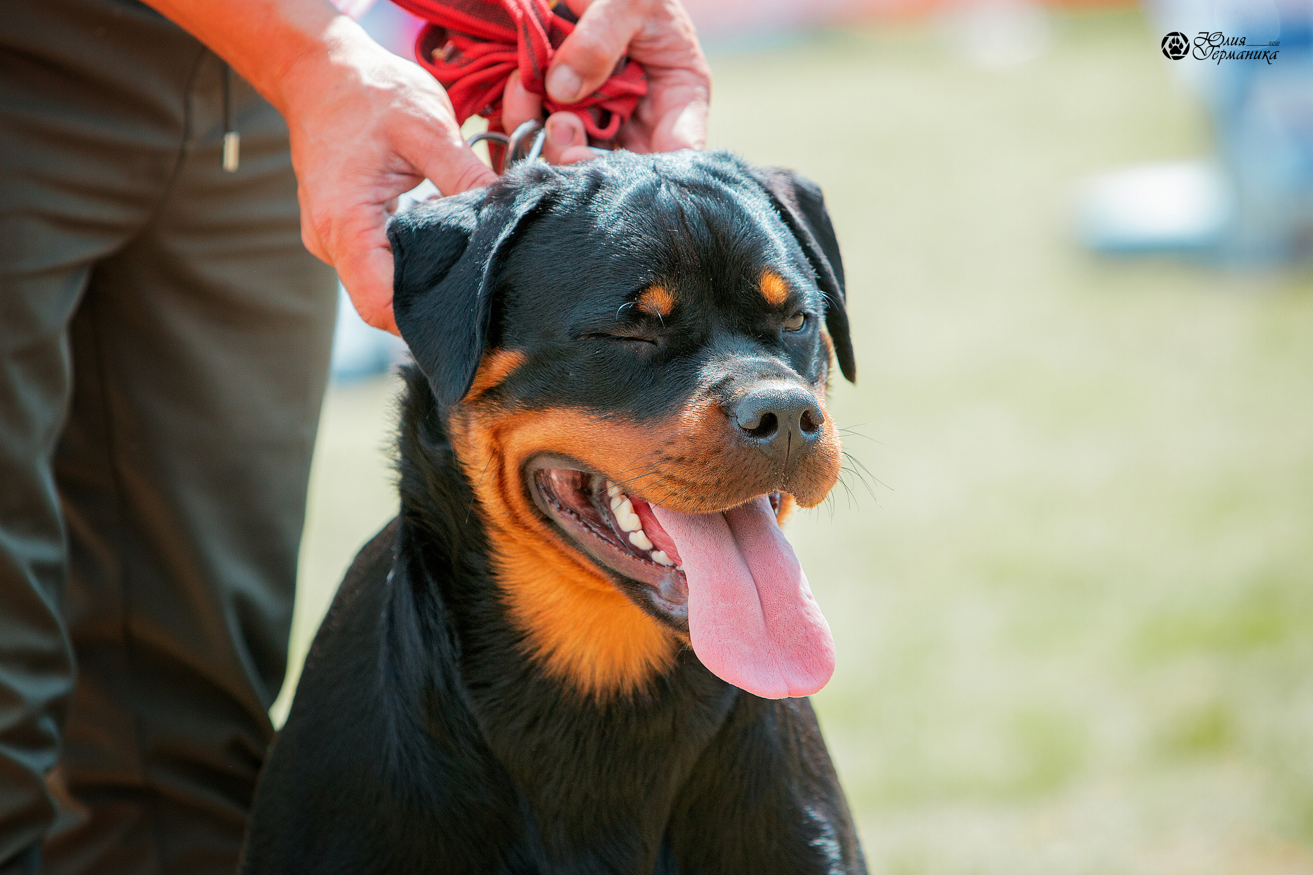Тверь моно ротвейлеров 3-4 июля 2021. Фотограф-анималист Юлия Германика