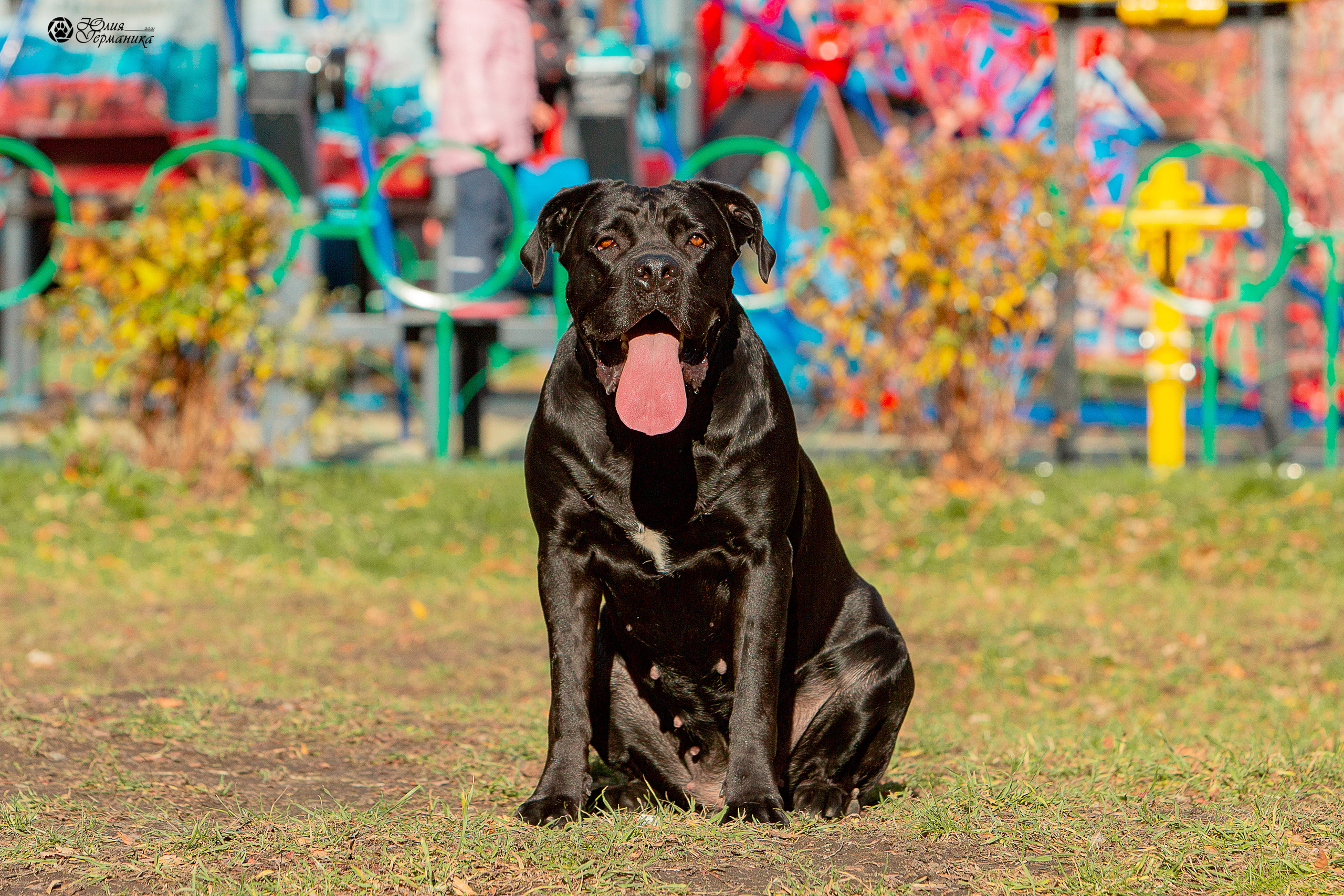 Свободная съемка. Фотограф-анималист Юлия Германика