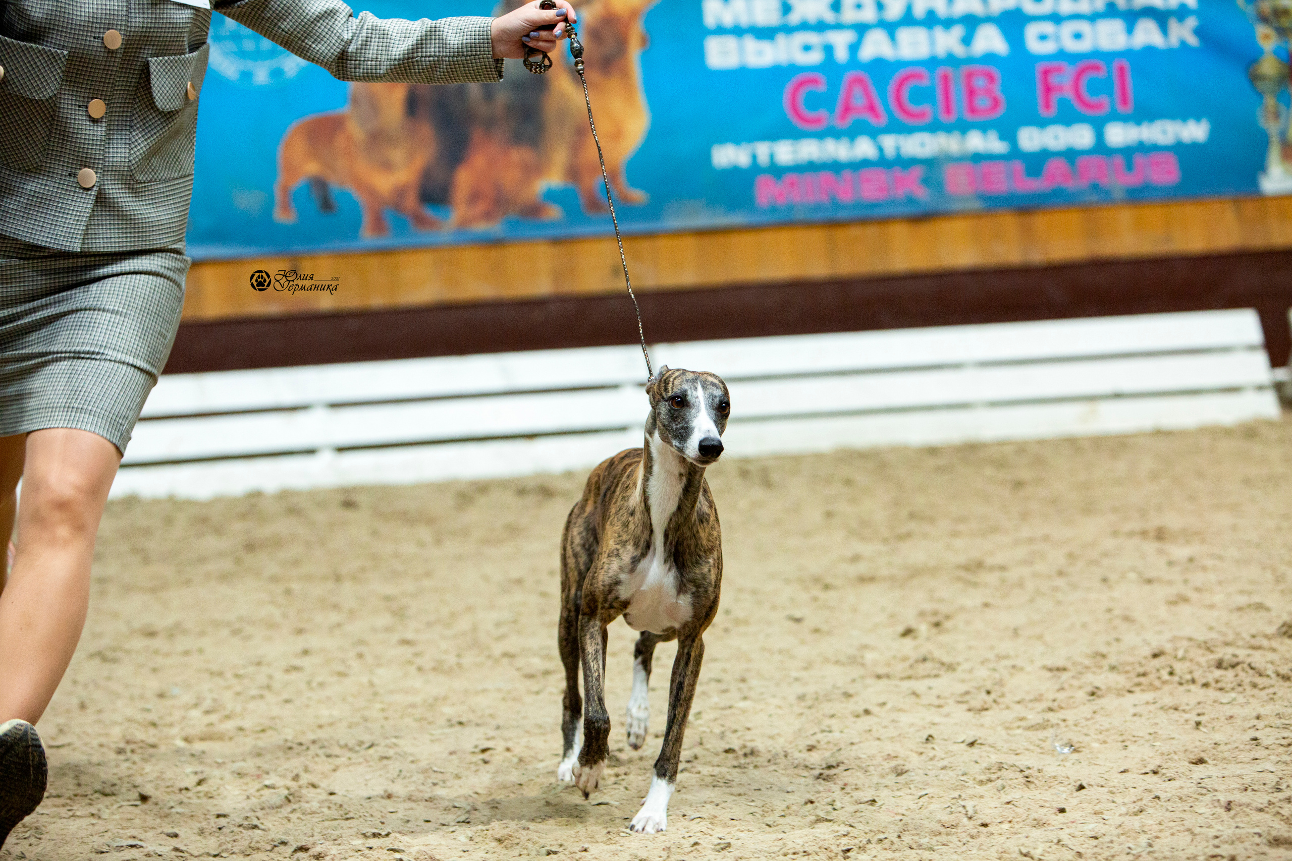 Минск 2хCACIB 27-28 ноября 2021. Фотограф-анималист Юлия Германика
