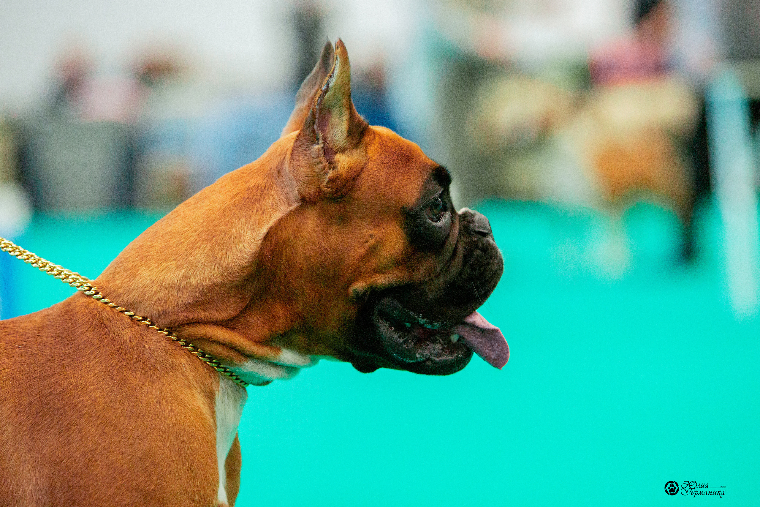 Нижний Новгород 3хCACIB 15-17 октября 2021. Фотограф-анималист Юлия Германика